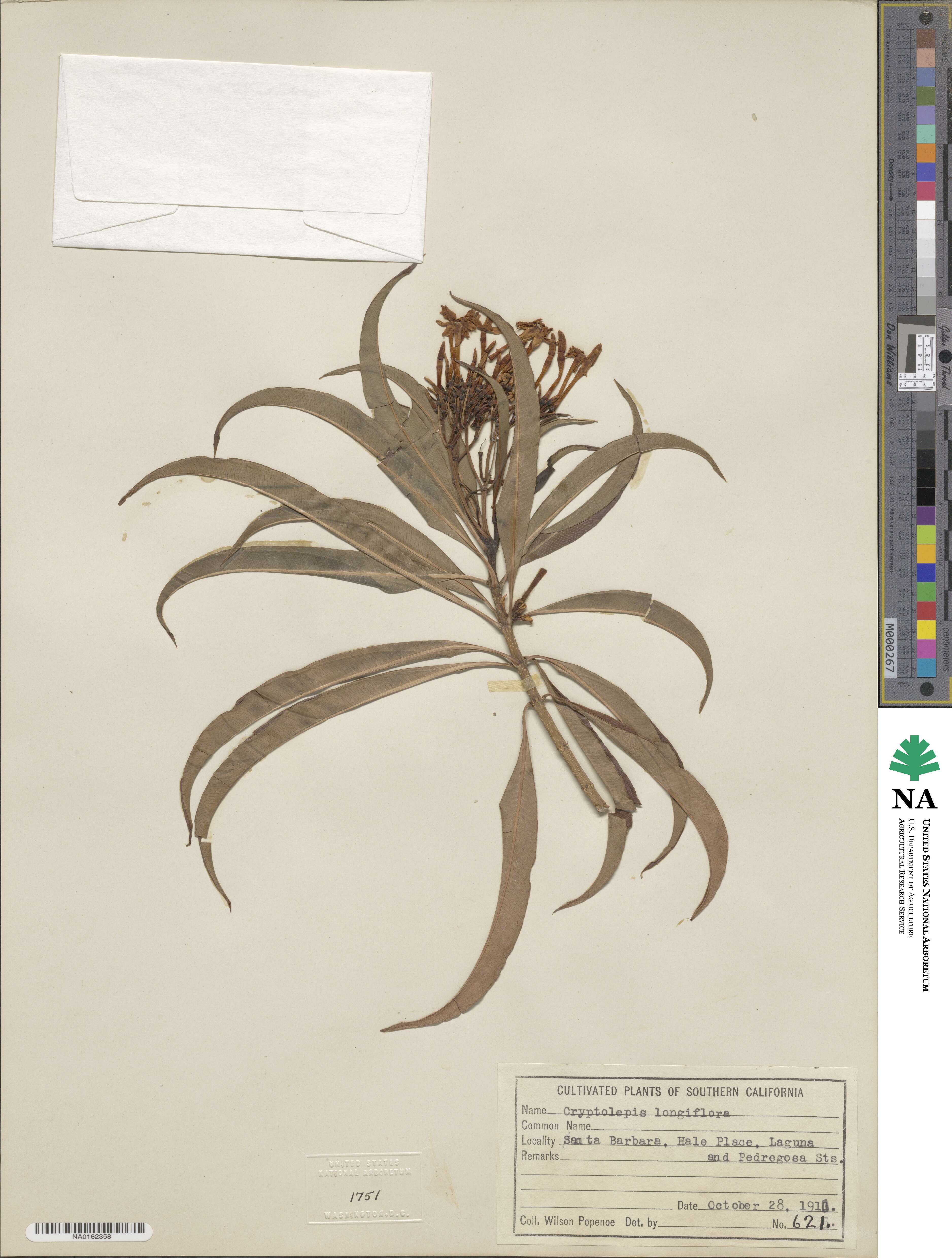 Cryptolepis oblongifolia image