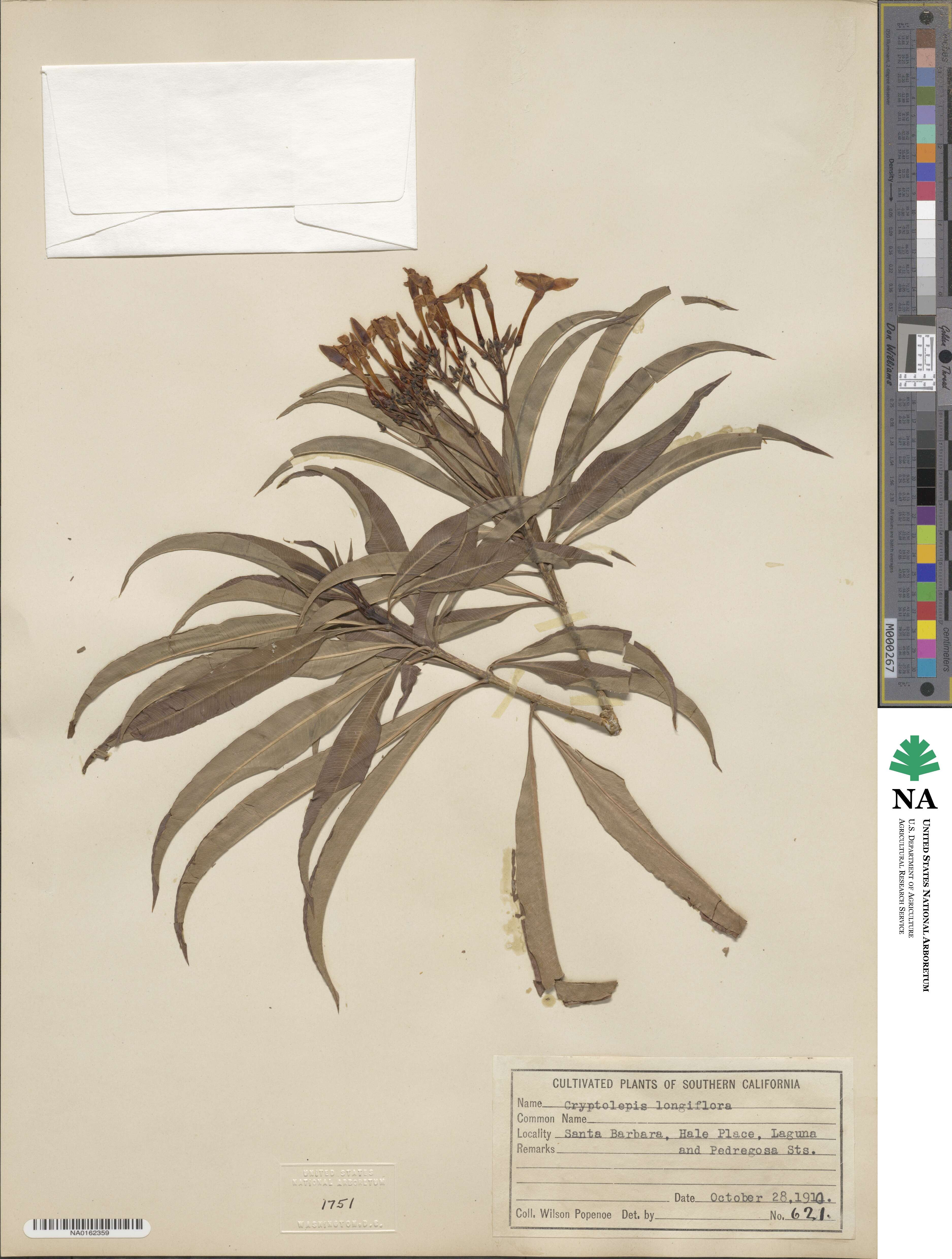 Cryptolepis oblongifolia image