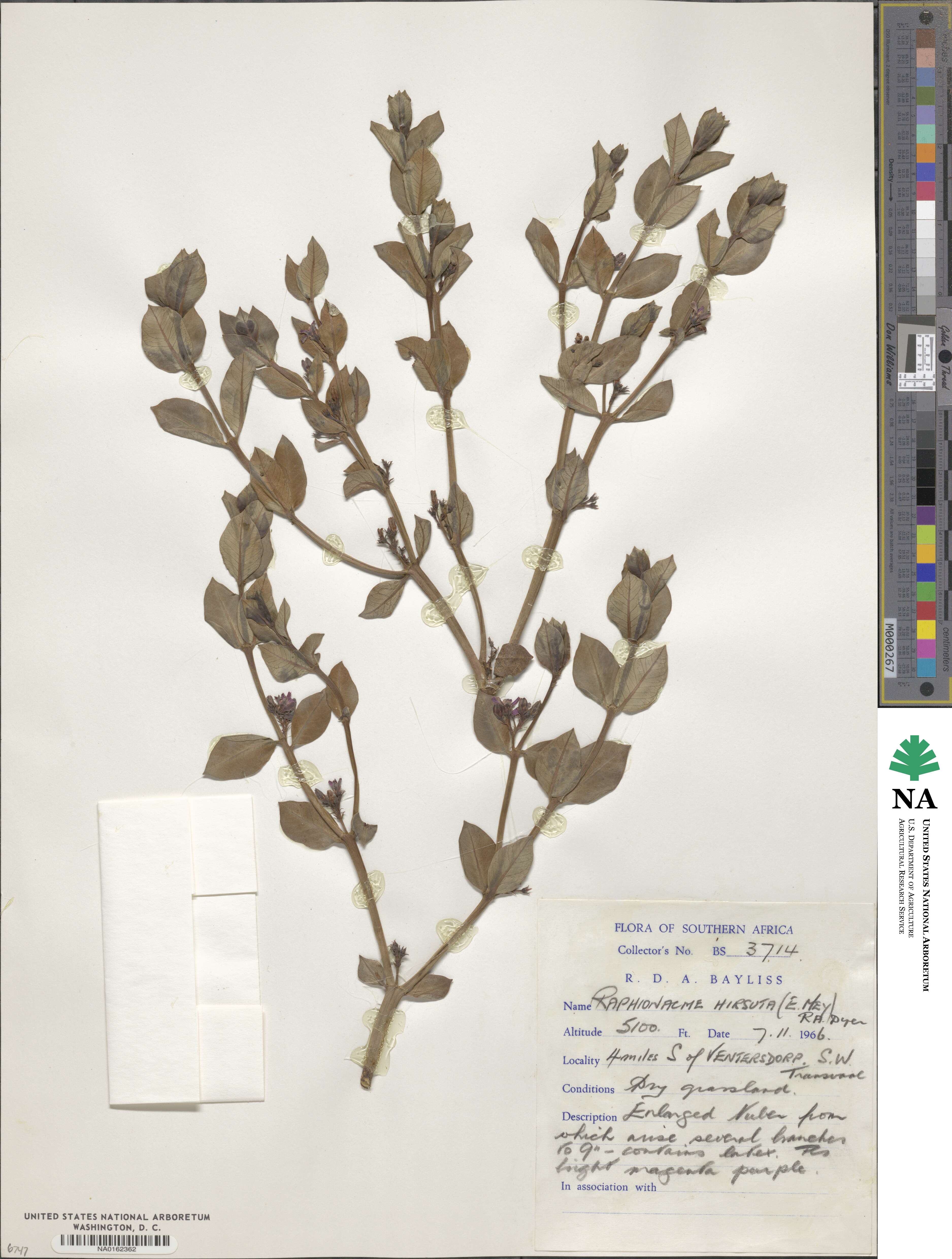 Raphionacme hirsuta image