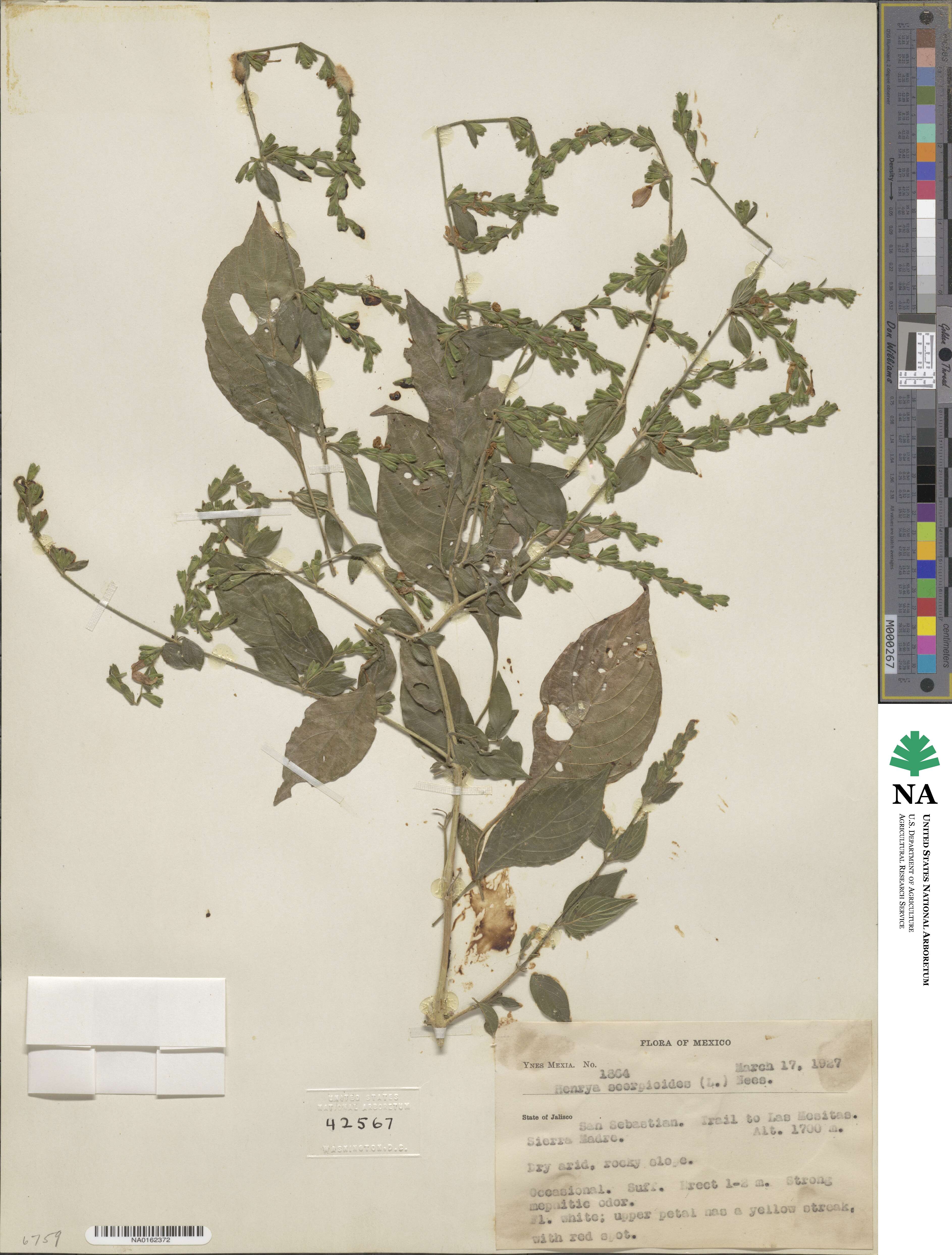 Dicliptera sexangularis image