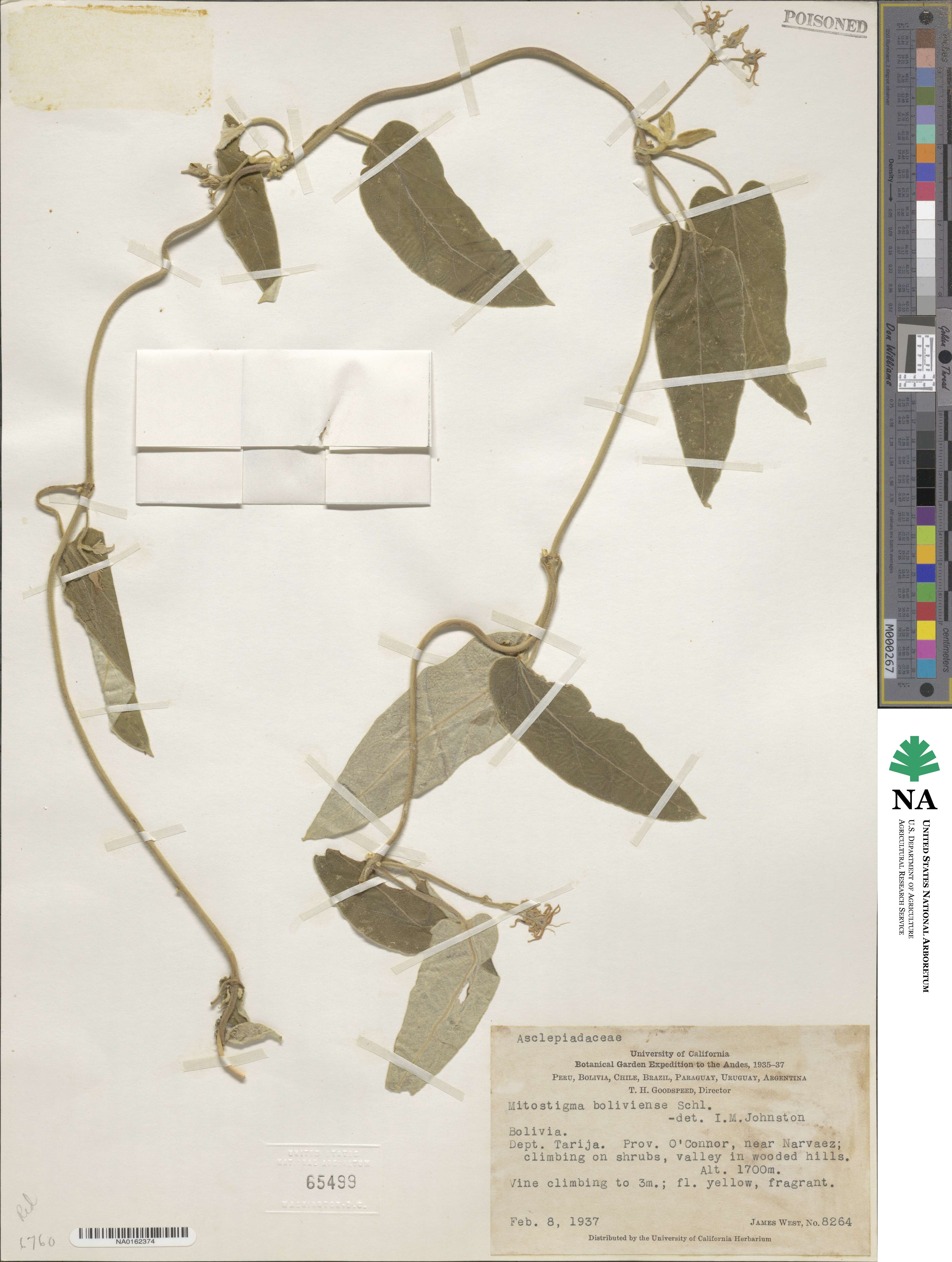 Philibertia boliviensis image