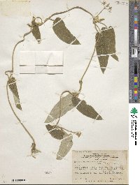 Image of Philibertia boliviensis