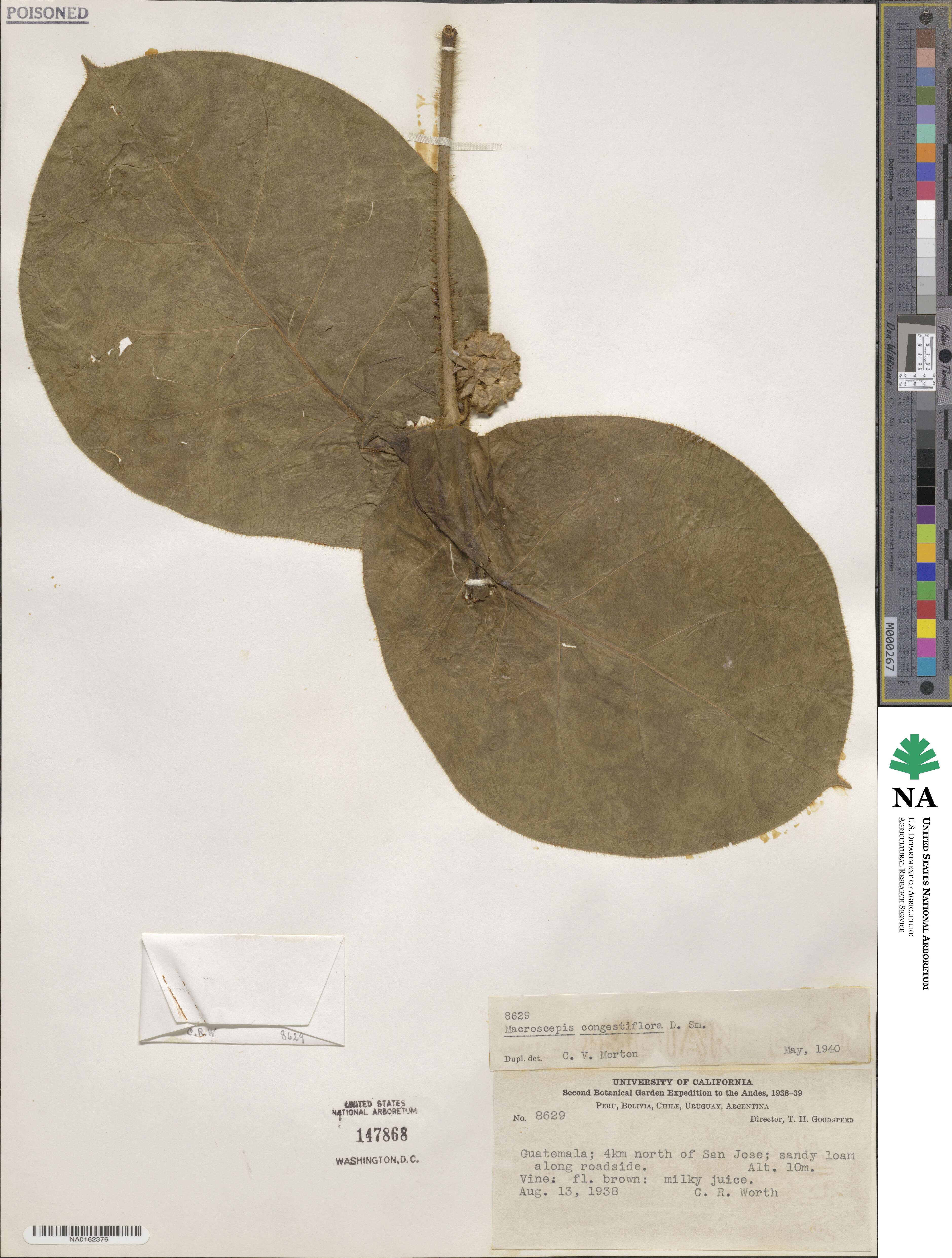 Macroscepis pleistantha image