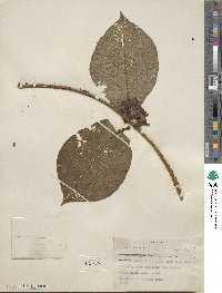 Macroscepis diademata image
