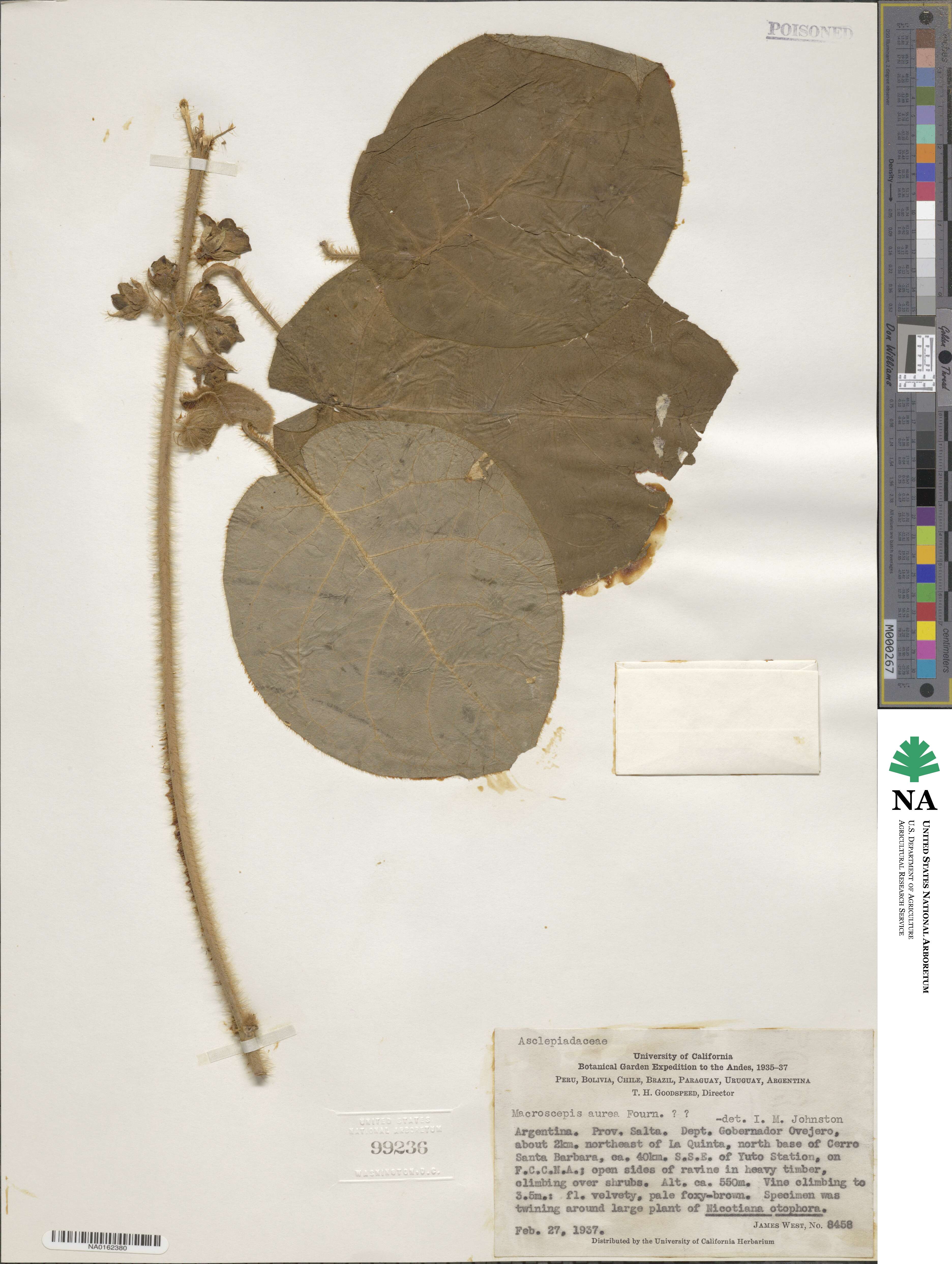 Macroscepis aurea image