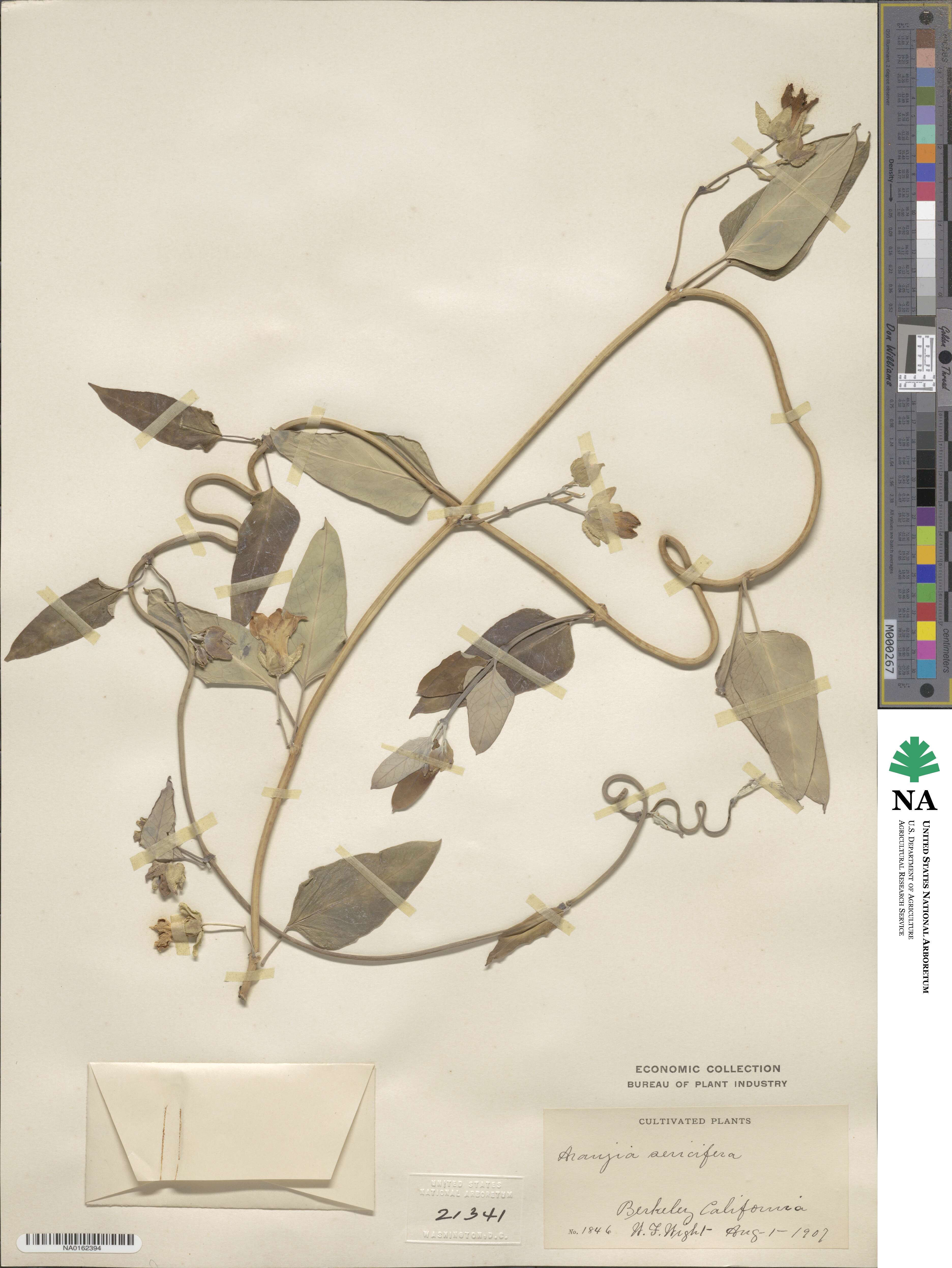 Araujia sericifera image