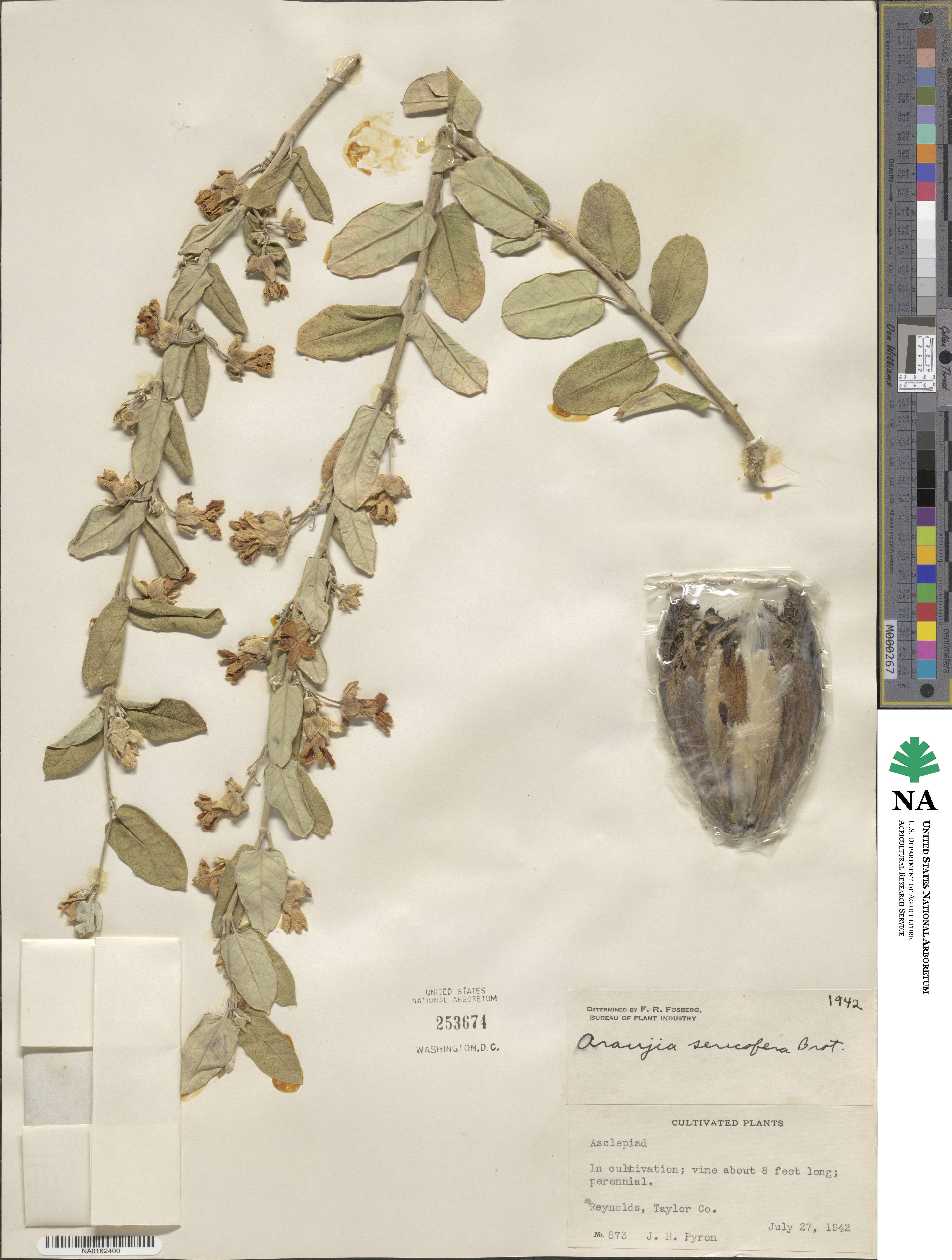 Asclepiadoideae image