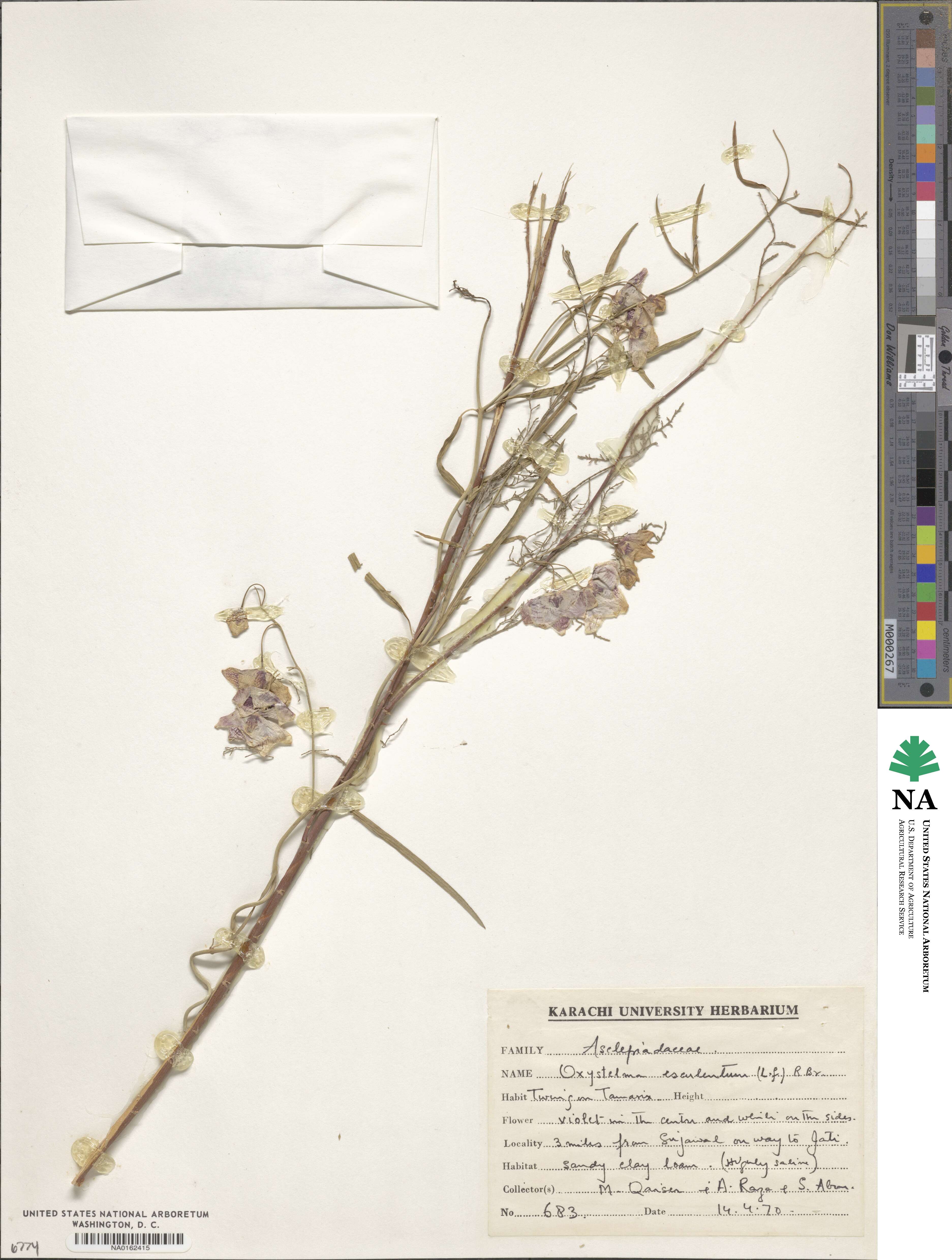 Oxystelma esculentum image