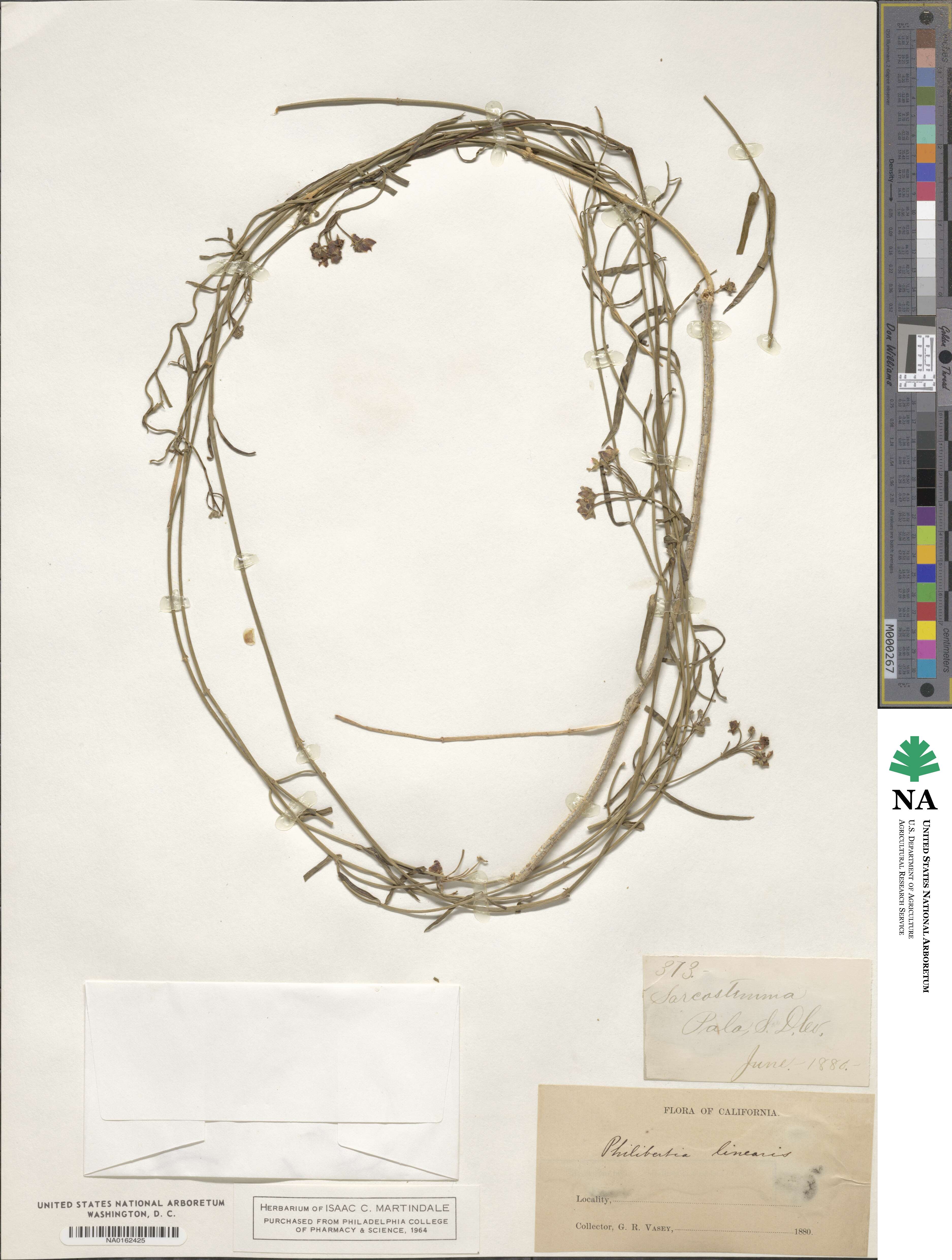 Funastrum cynanchoides image