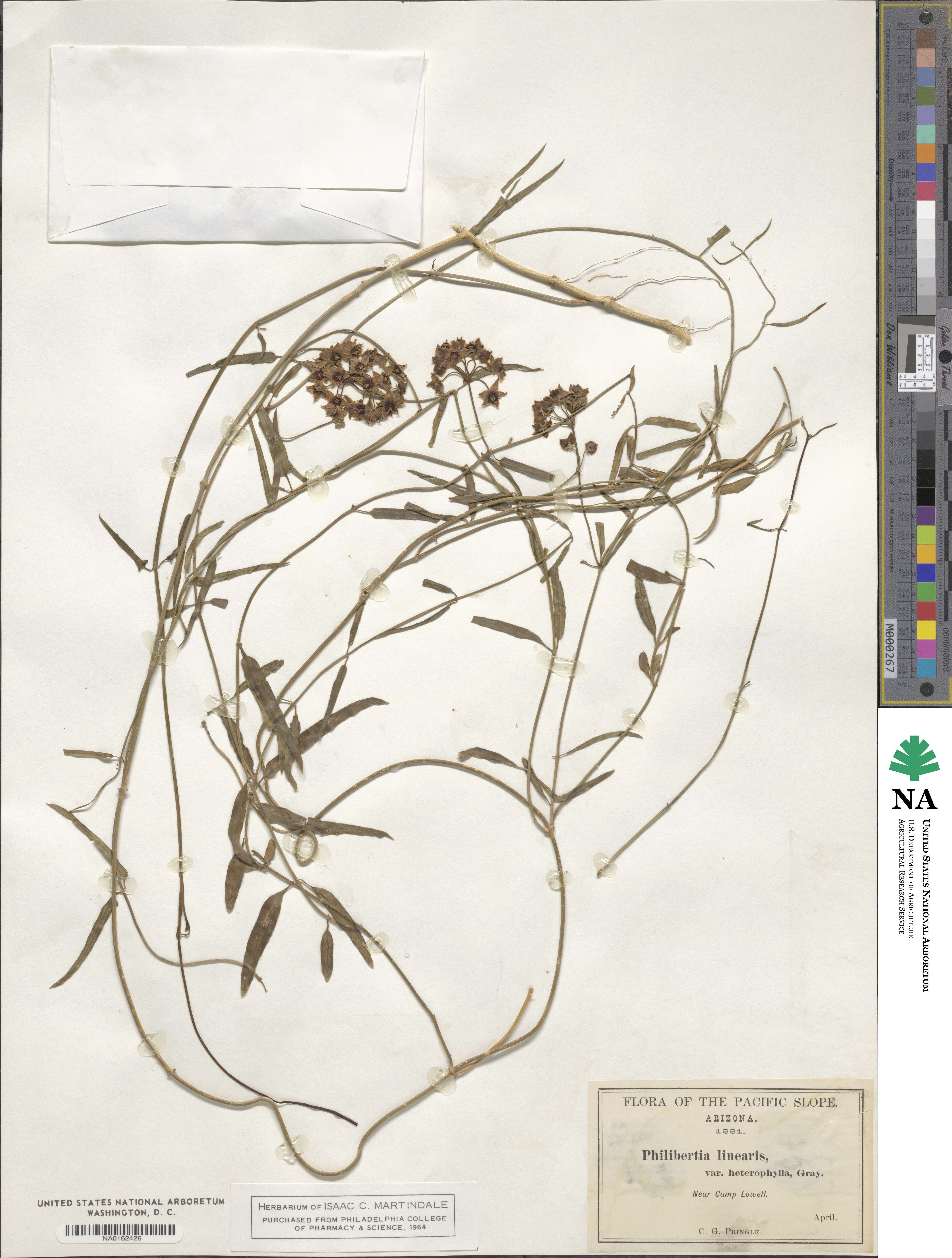 Funastrum cynanchoides var. hartwegii image