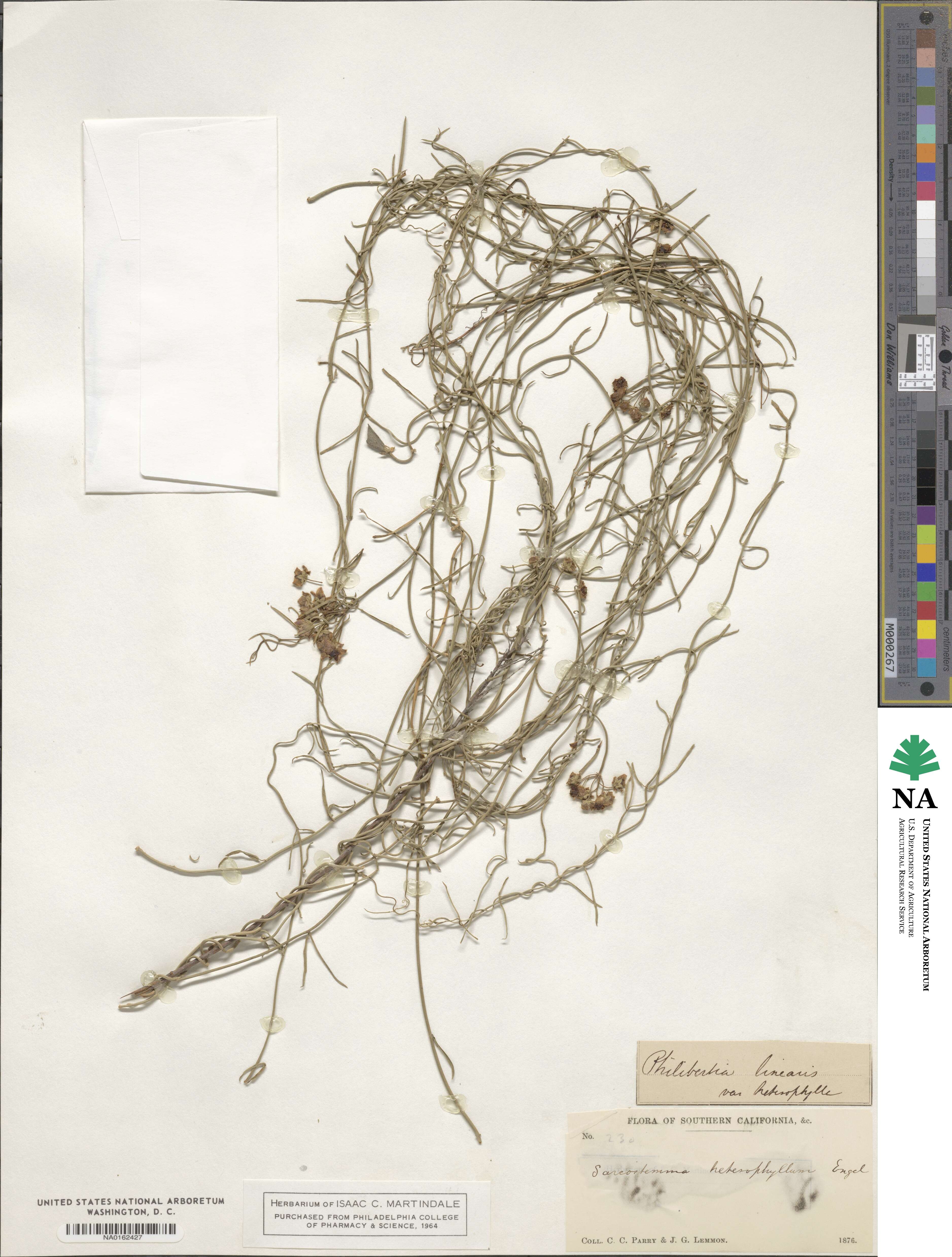 Funastrum cynanchoides image