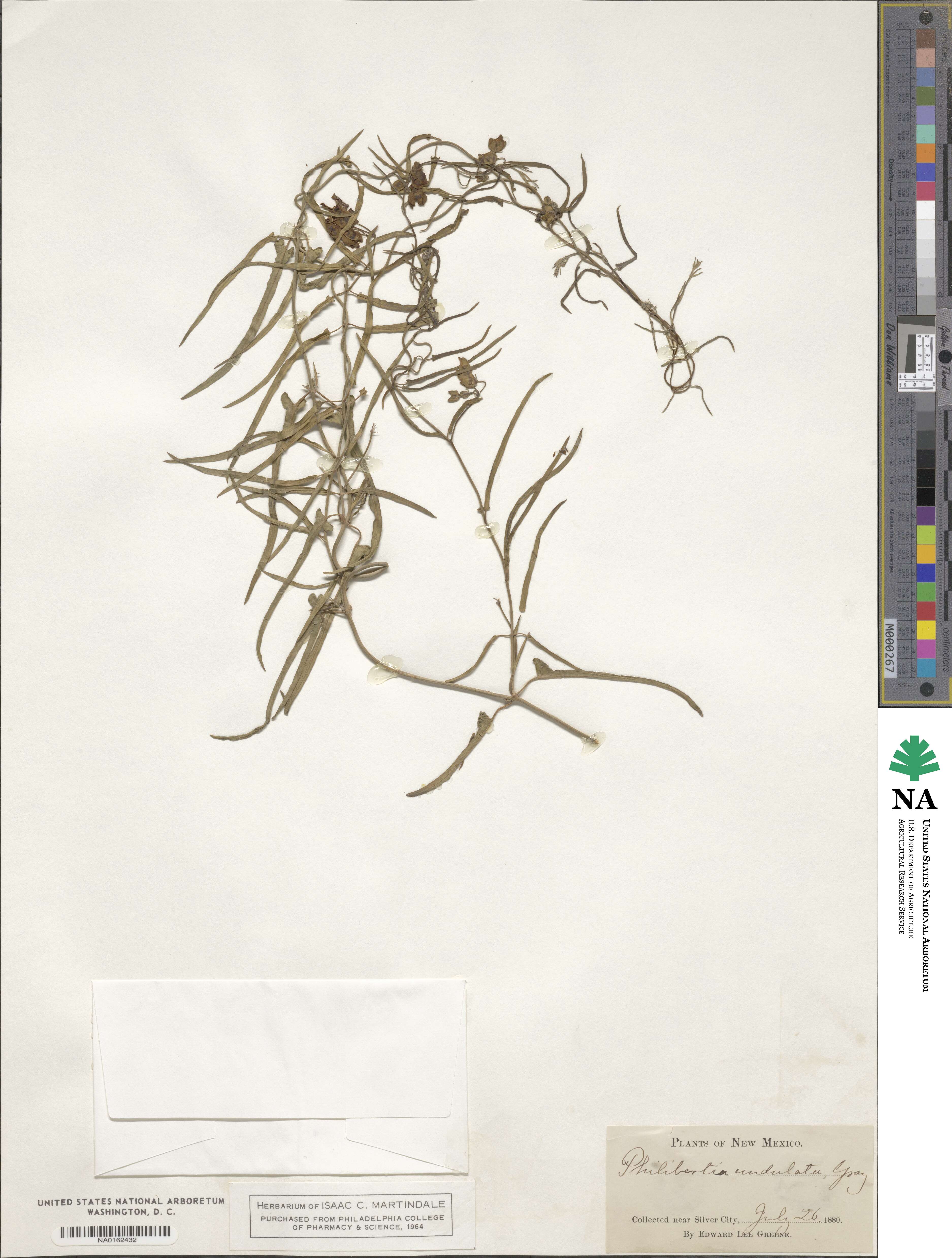 Funastrum crispum image