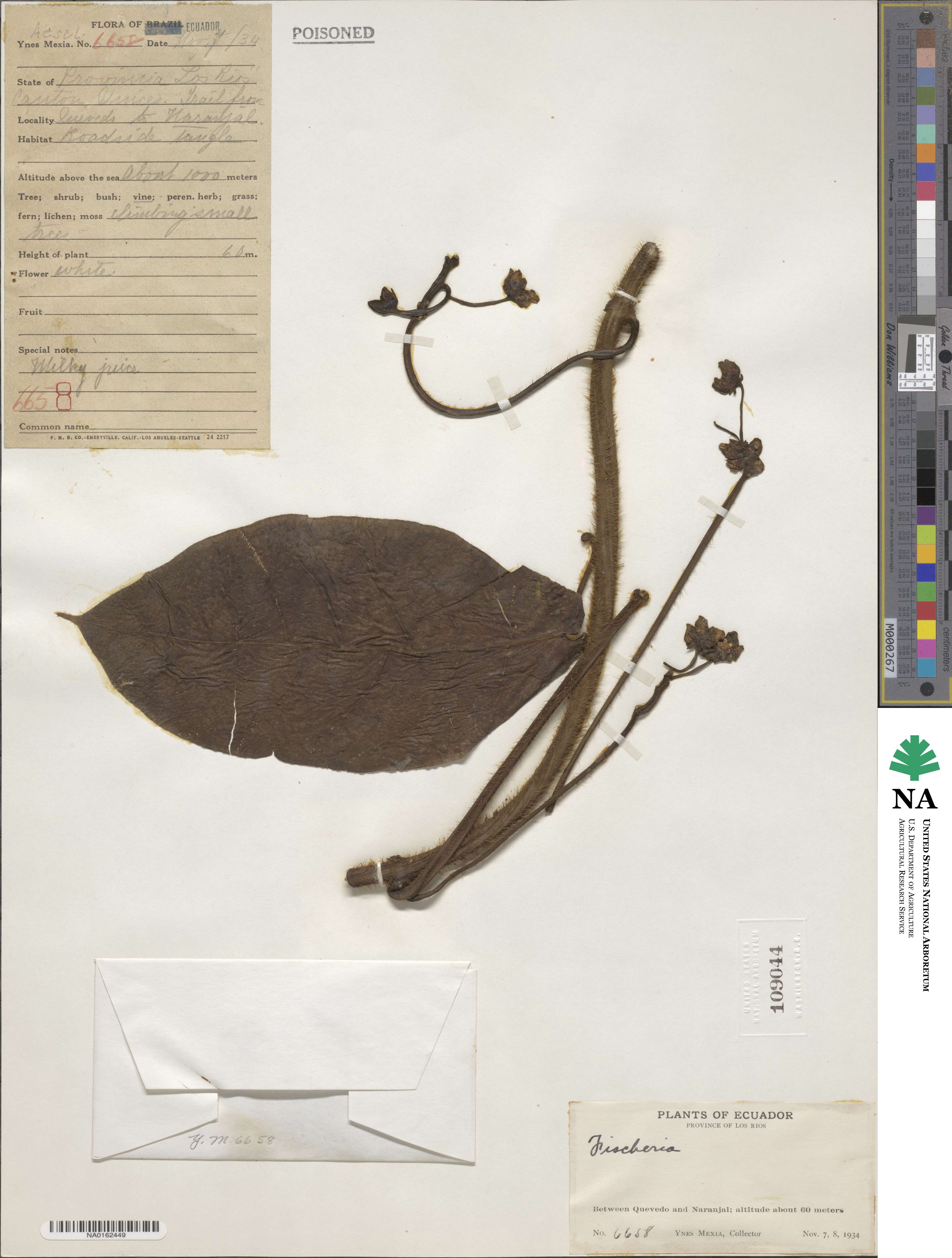 Fischeria image