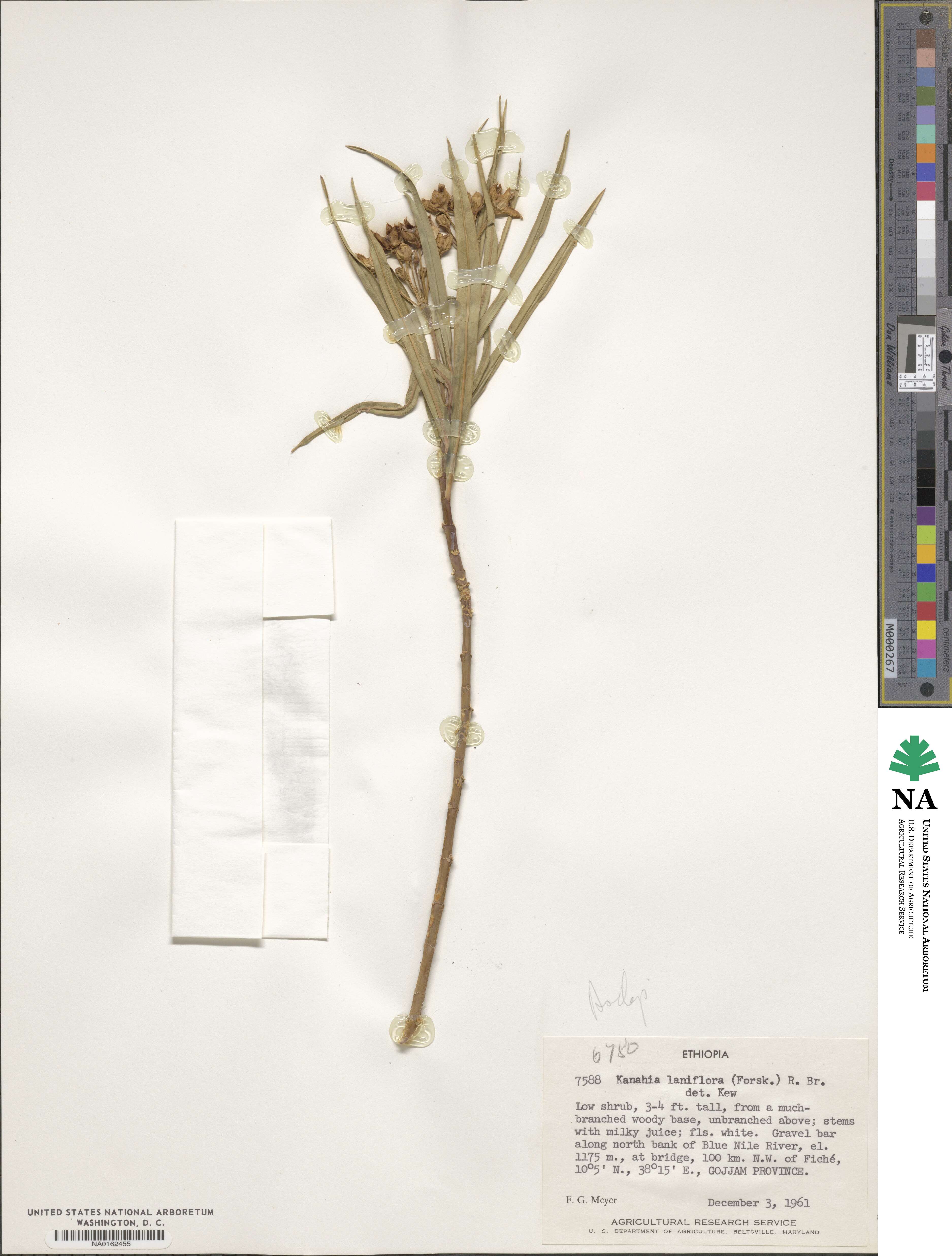Kanahia laniflora image