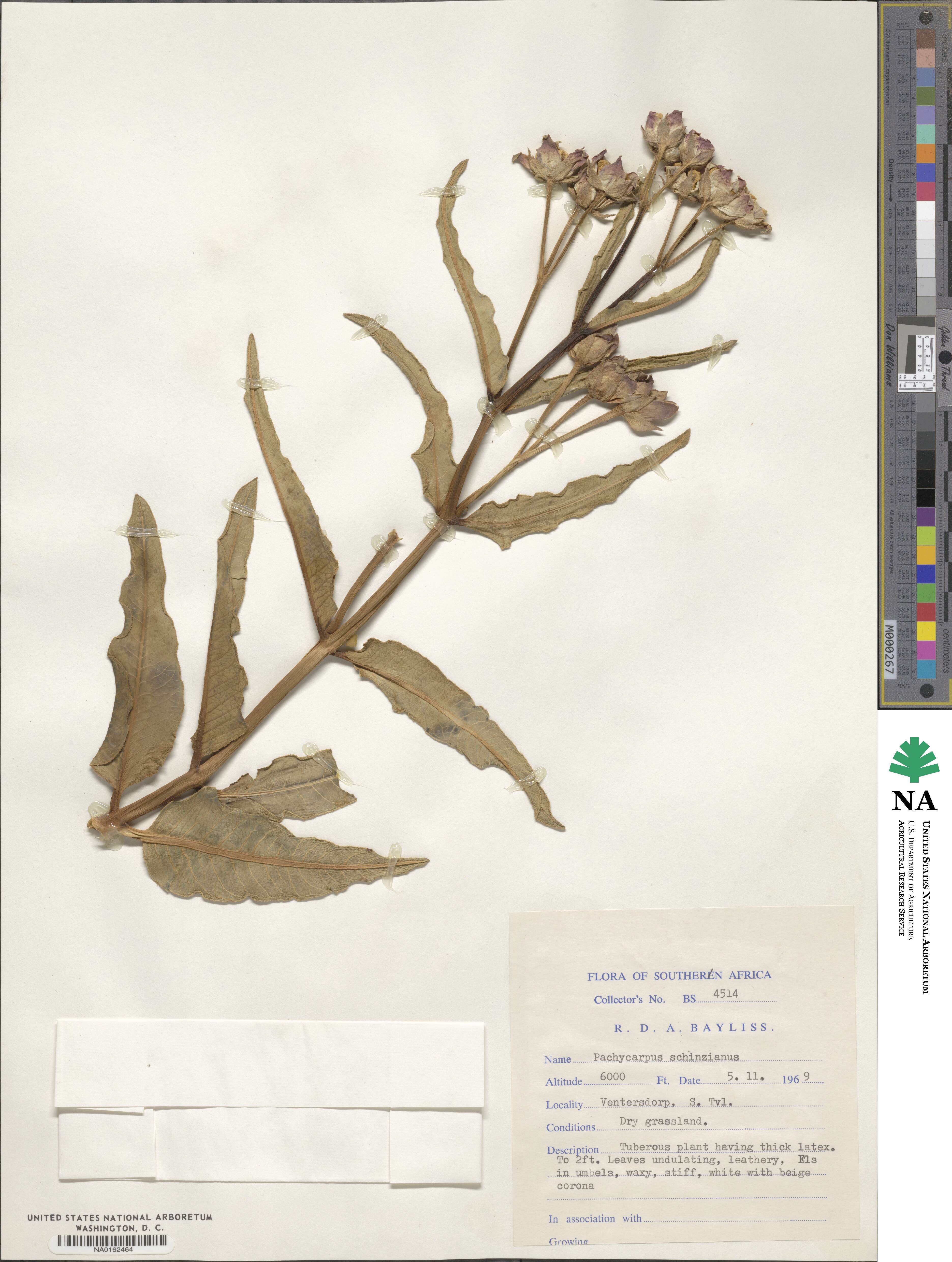 Pachycarpus schinzianus image