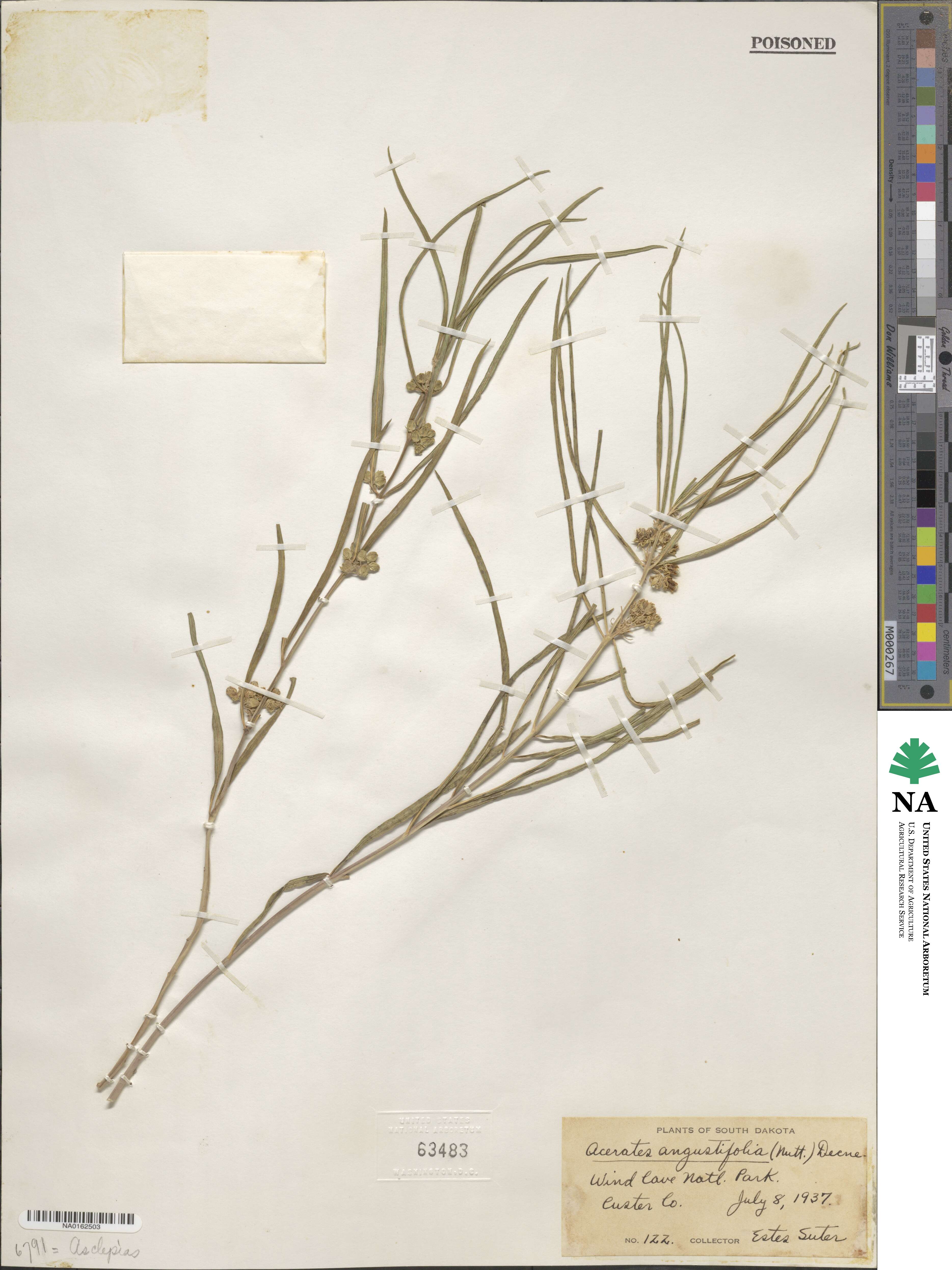 Asclepias angustifolia image
