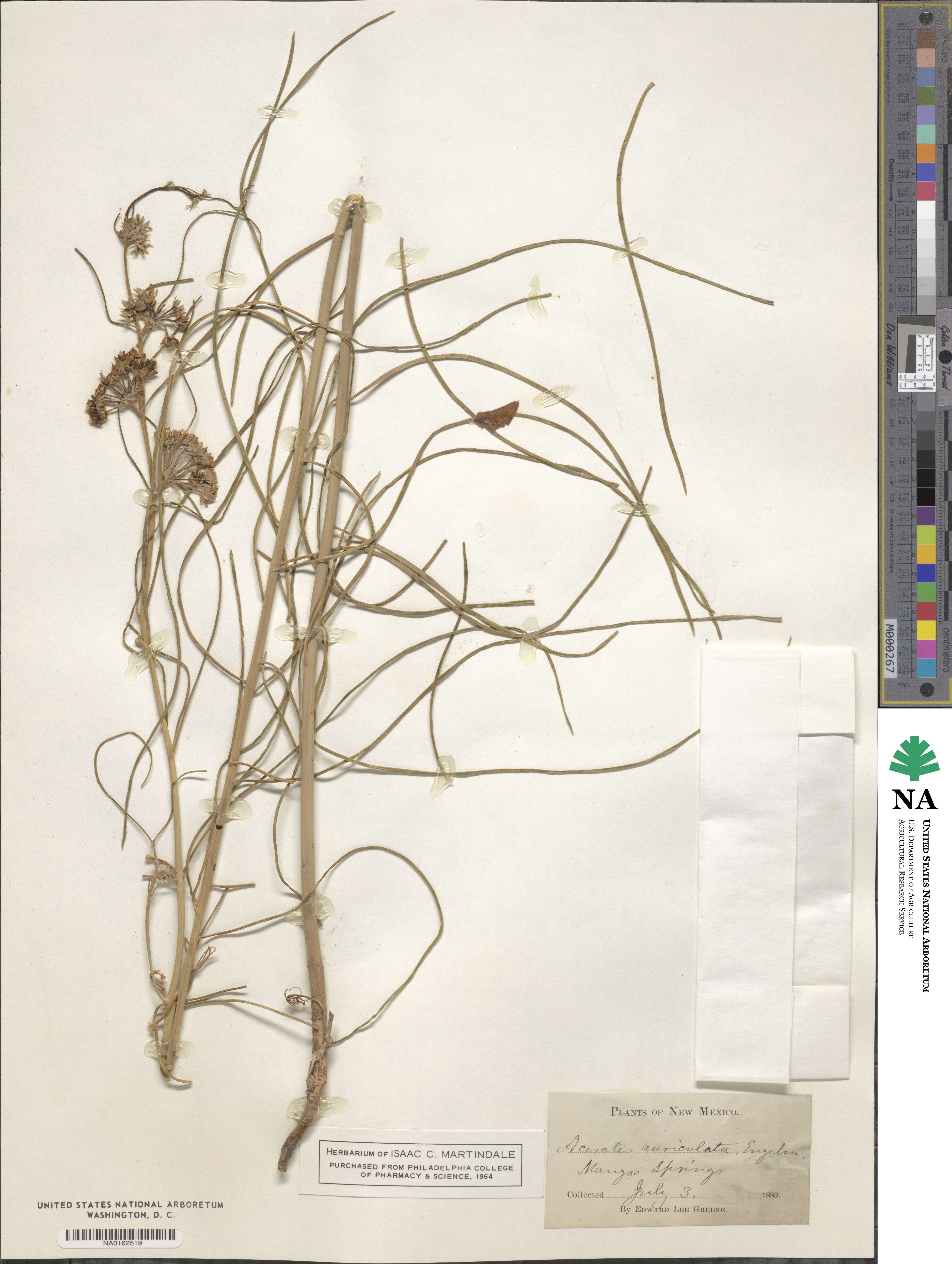 Asclepias engelmanniana image