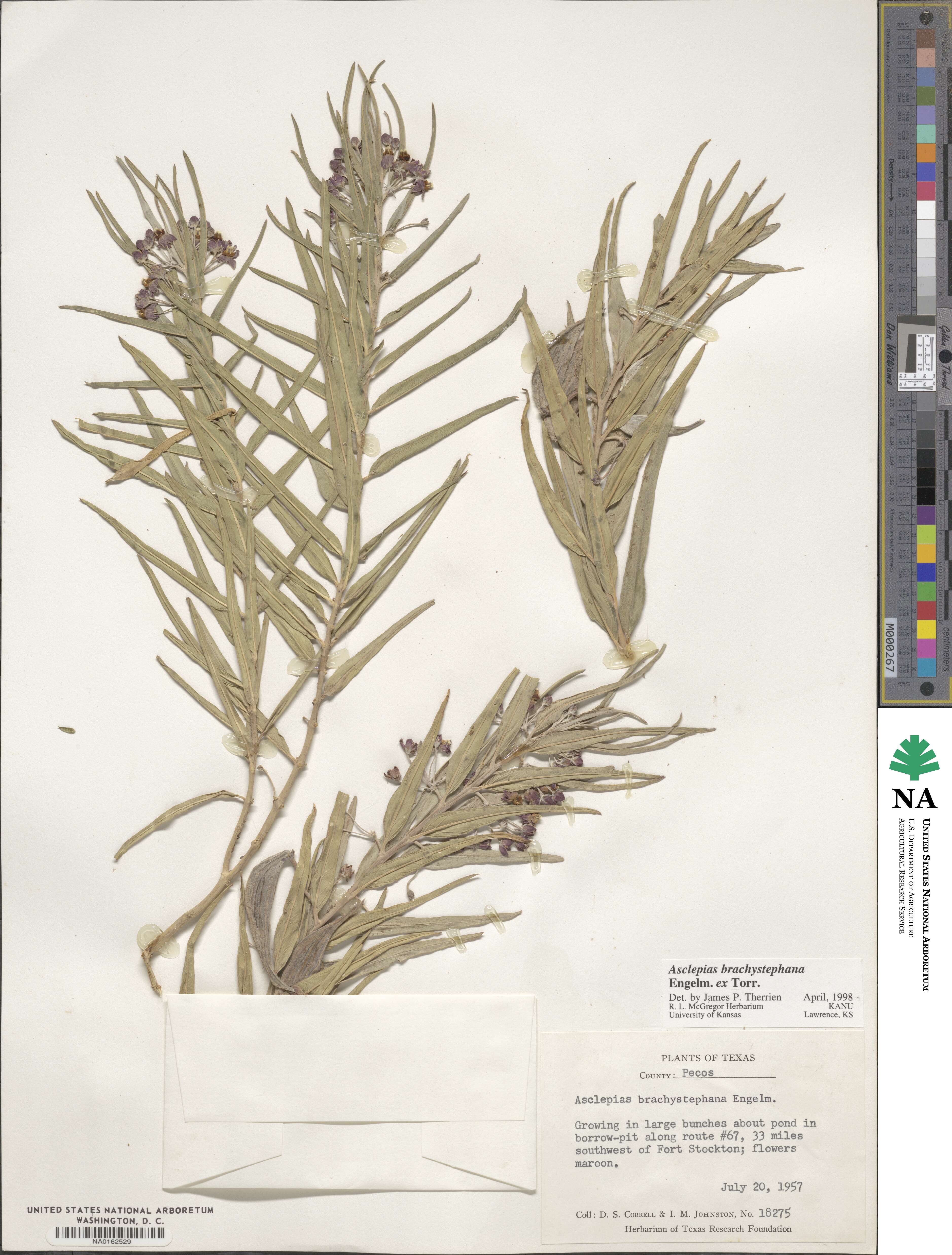 Asclepias brachystephana image