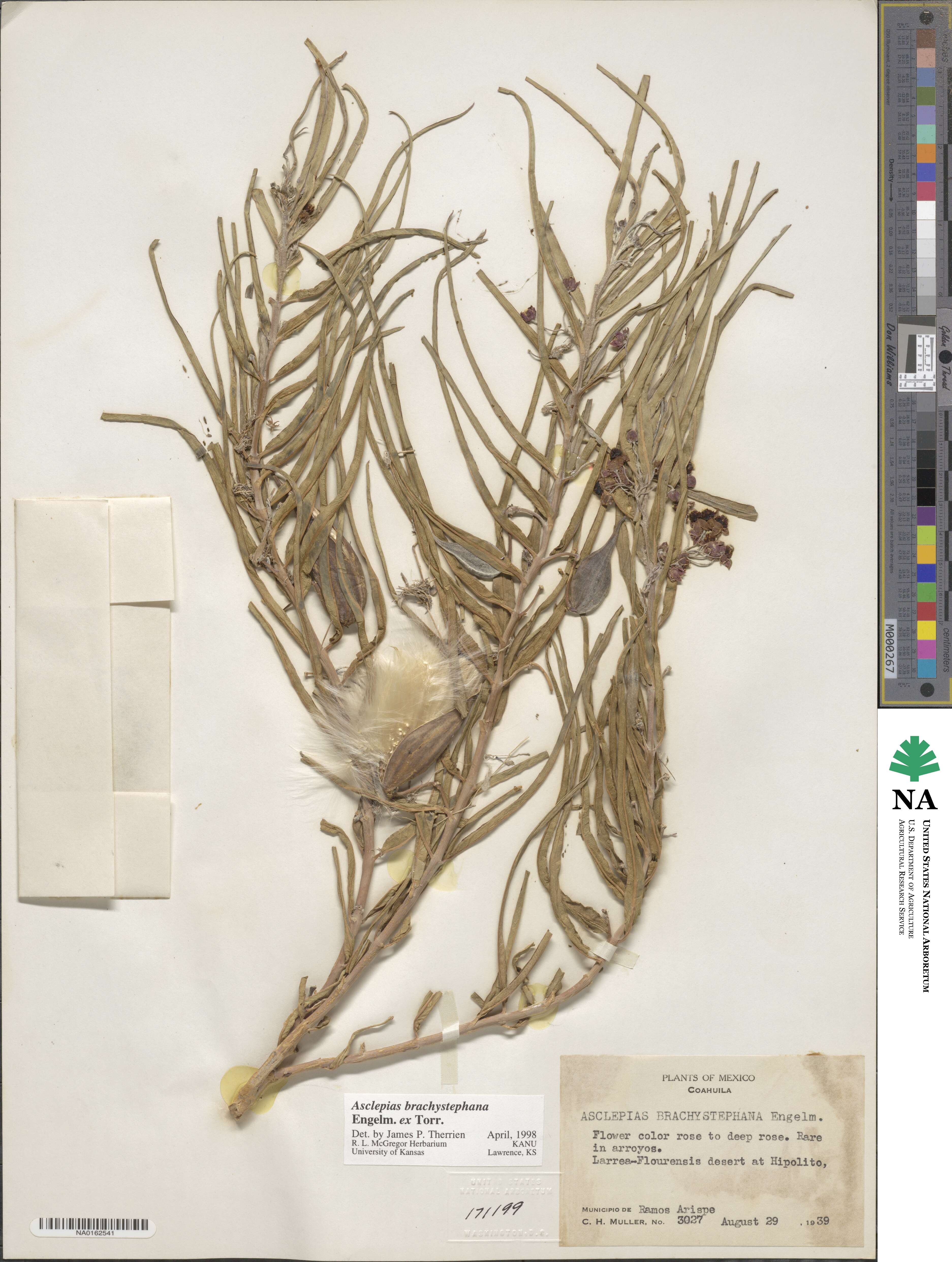 Asclepias brachystephana image