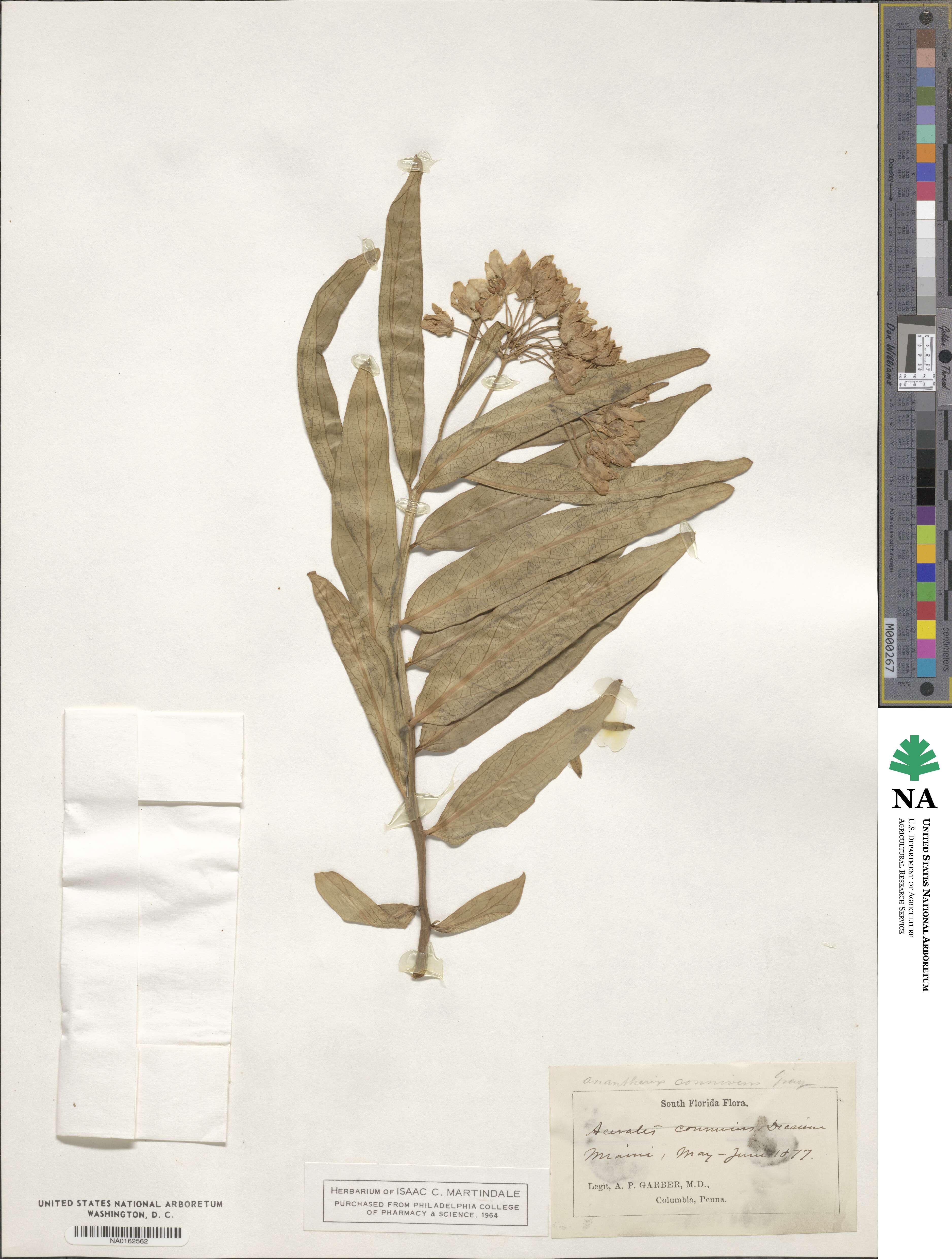 Asclepias connivens image