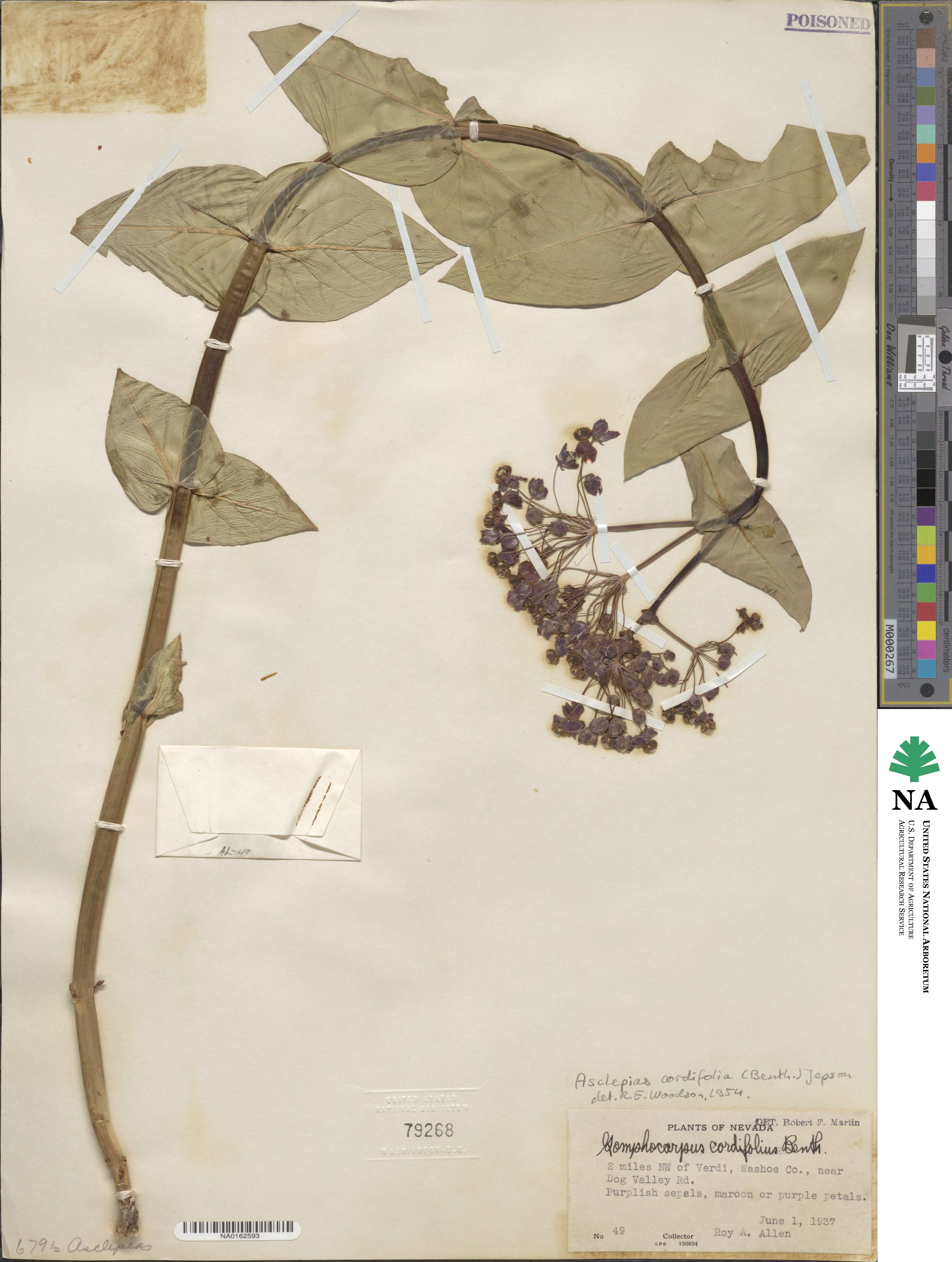 Asclepias cordifolia image
