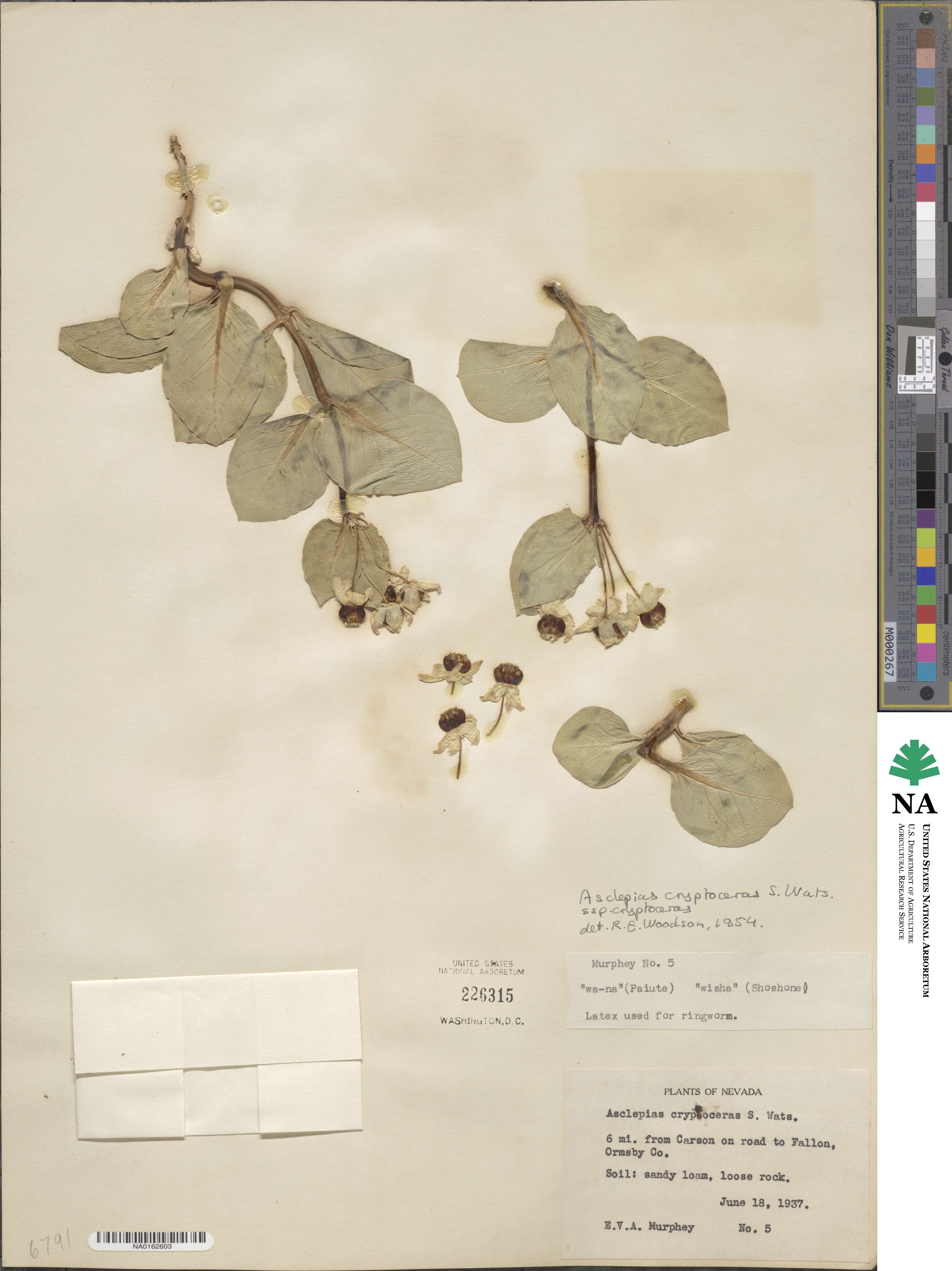 Asclepias cryptoceras image