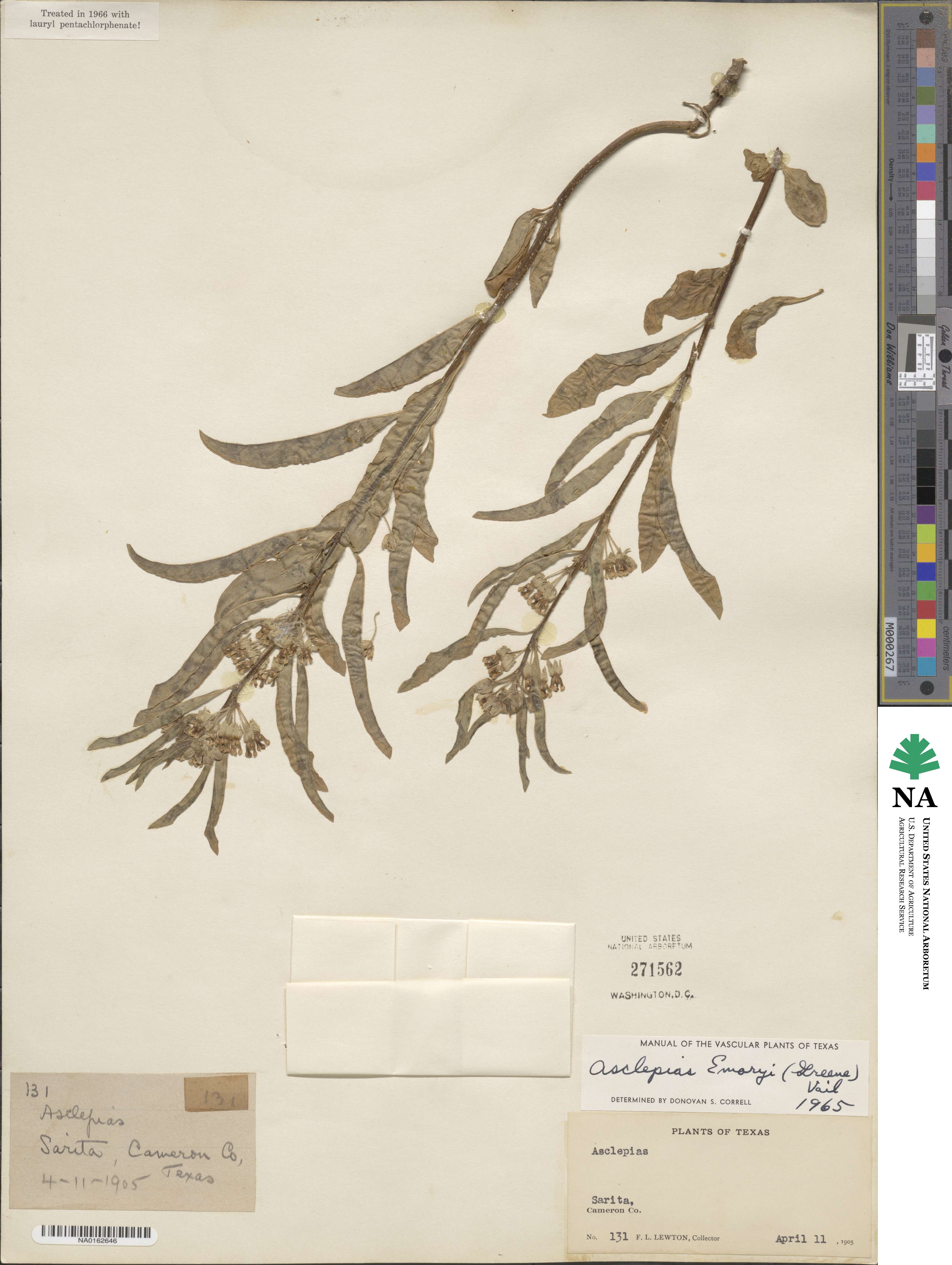 Asclepias emoryi image