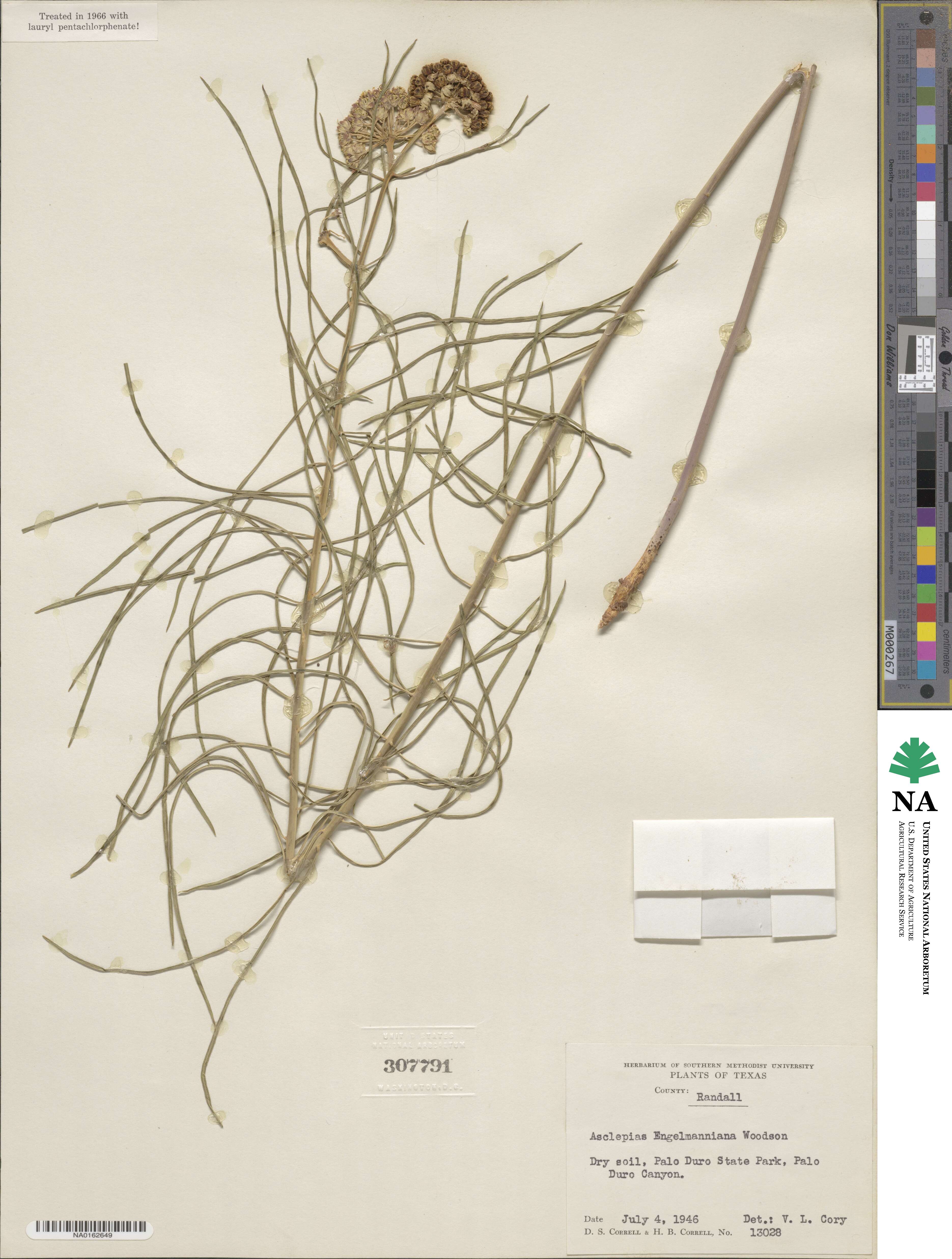 Asclepias engelmanniana image