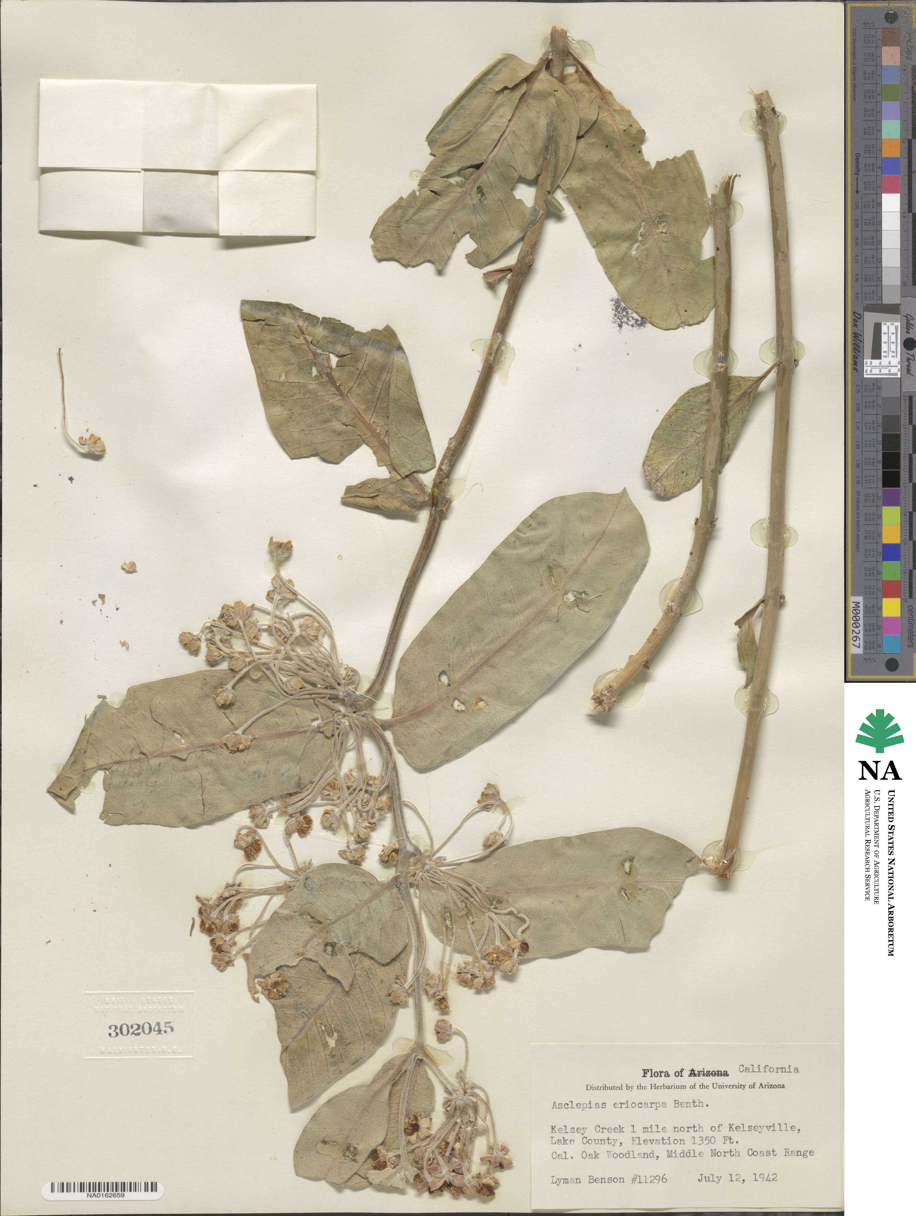 Asclepias eriocarpa image