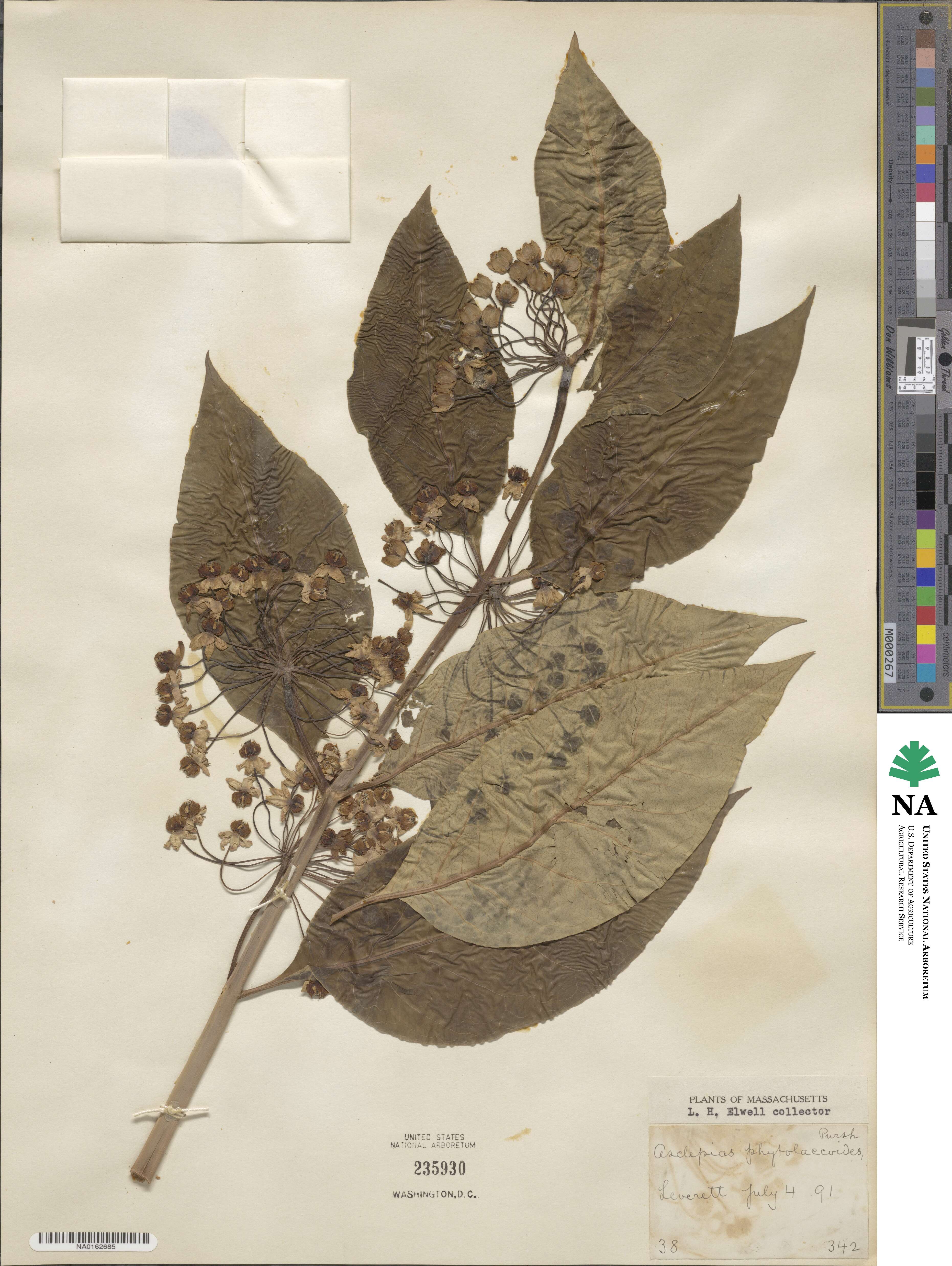 Asclepias exaltata image