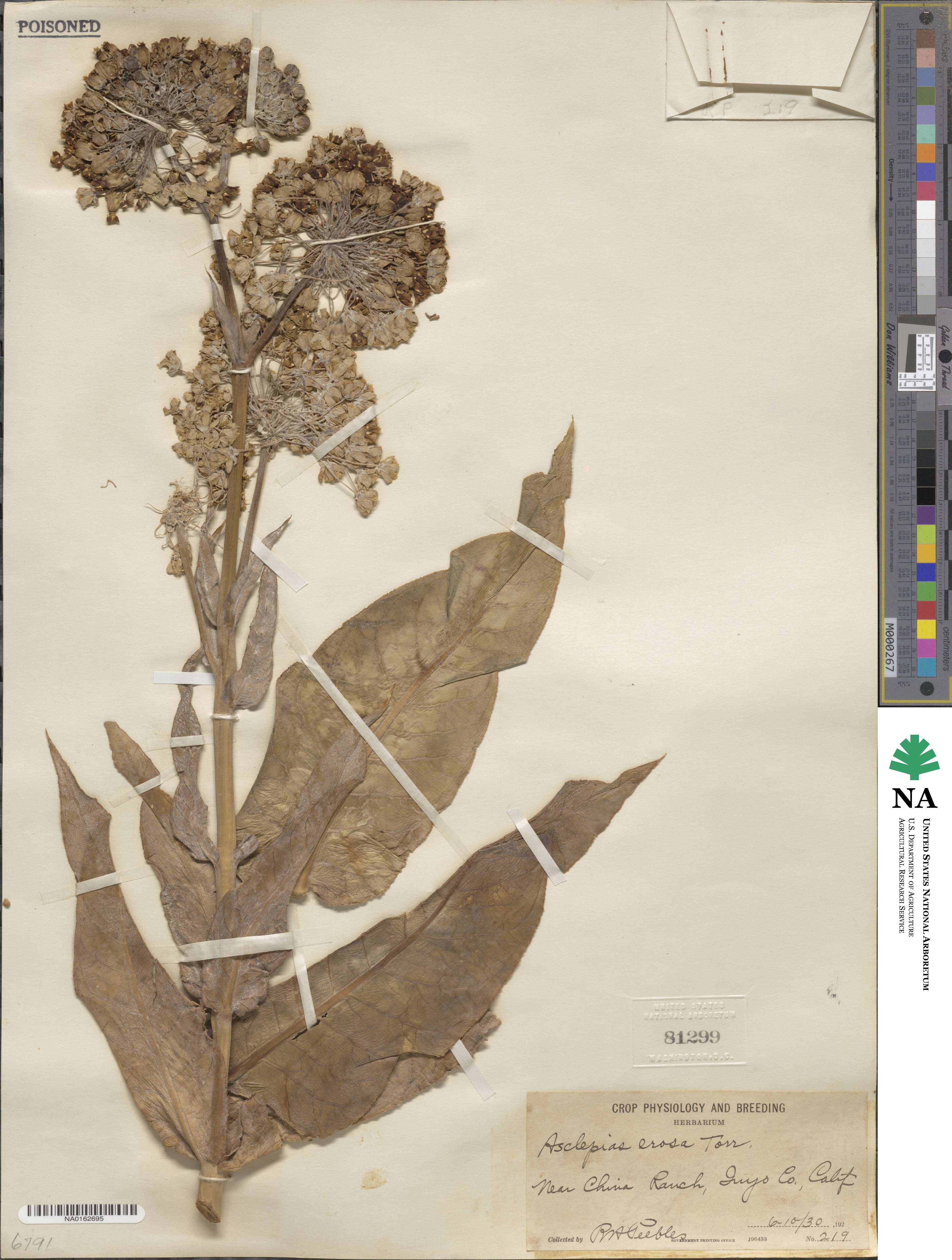 Asclepias erosa image