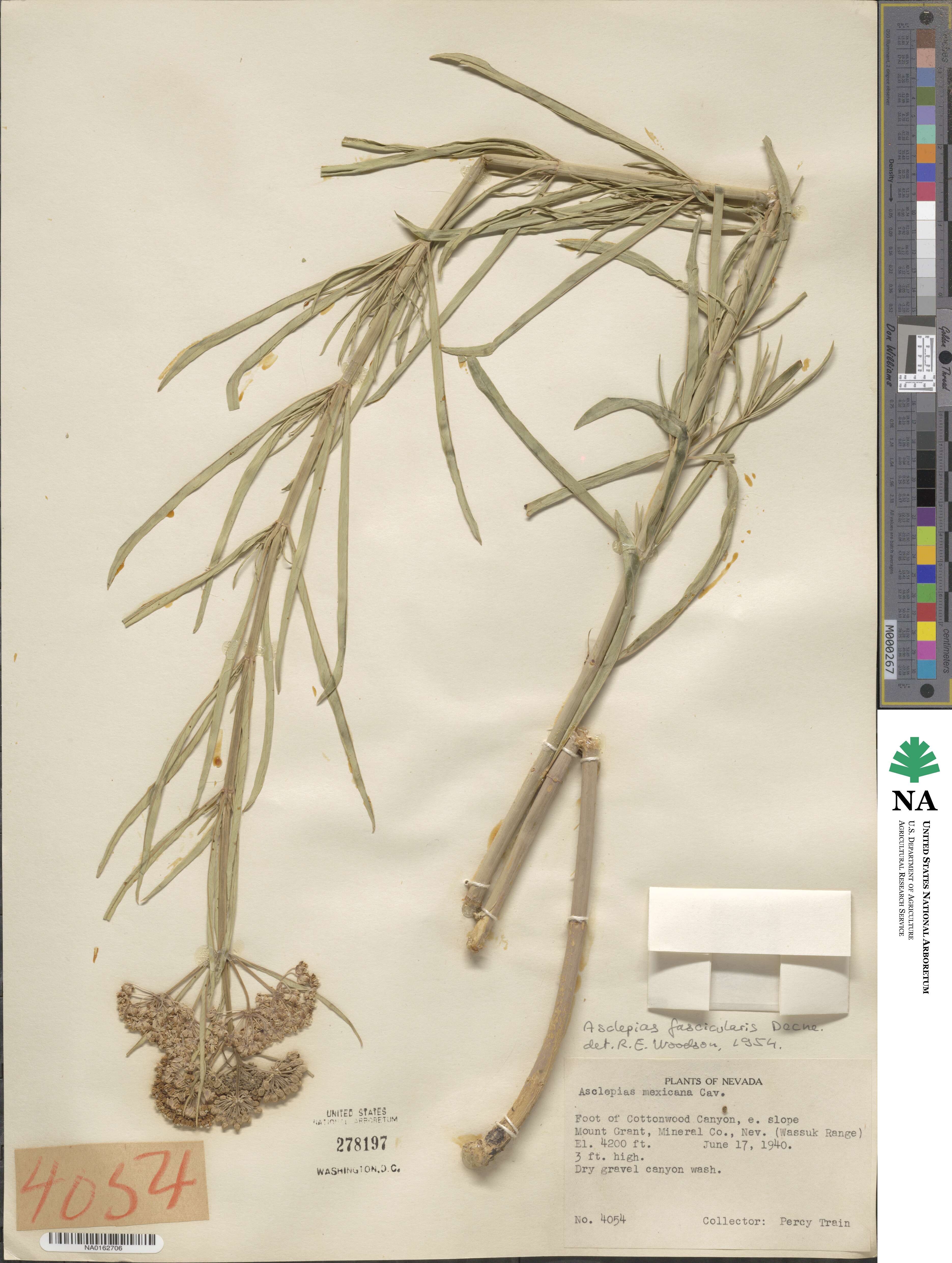 Asclepias fascicularis image