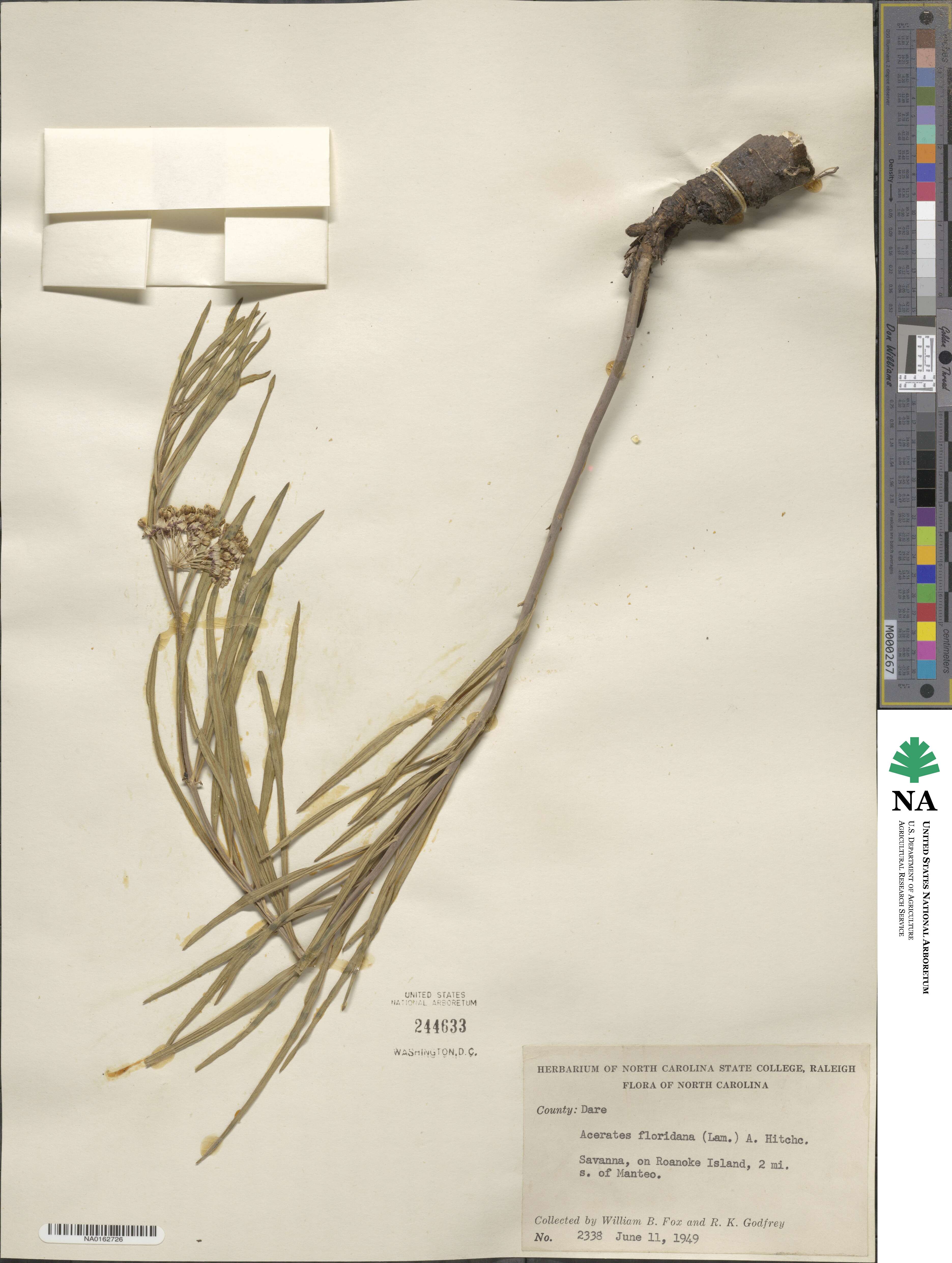 Asclepias longifolia image