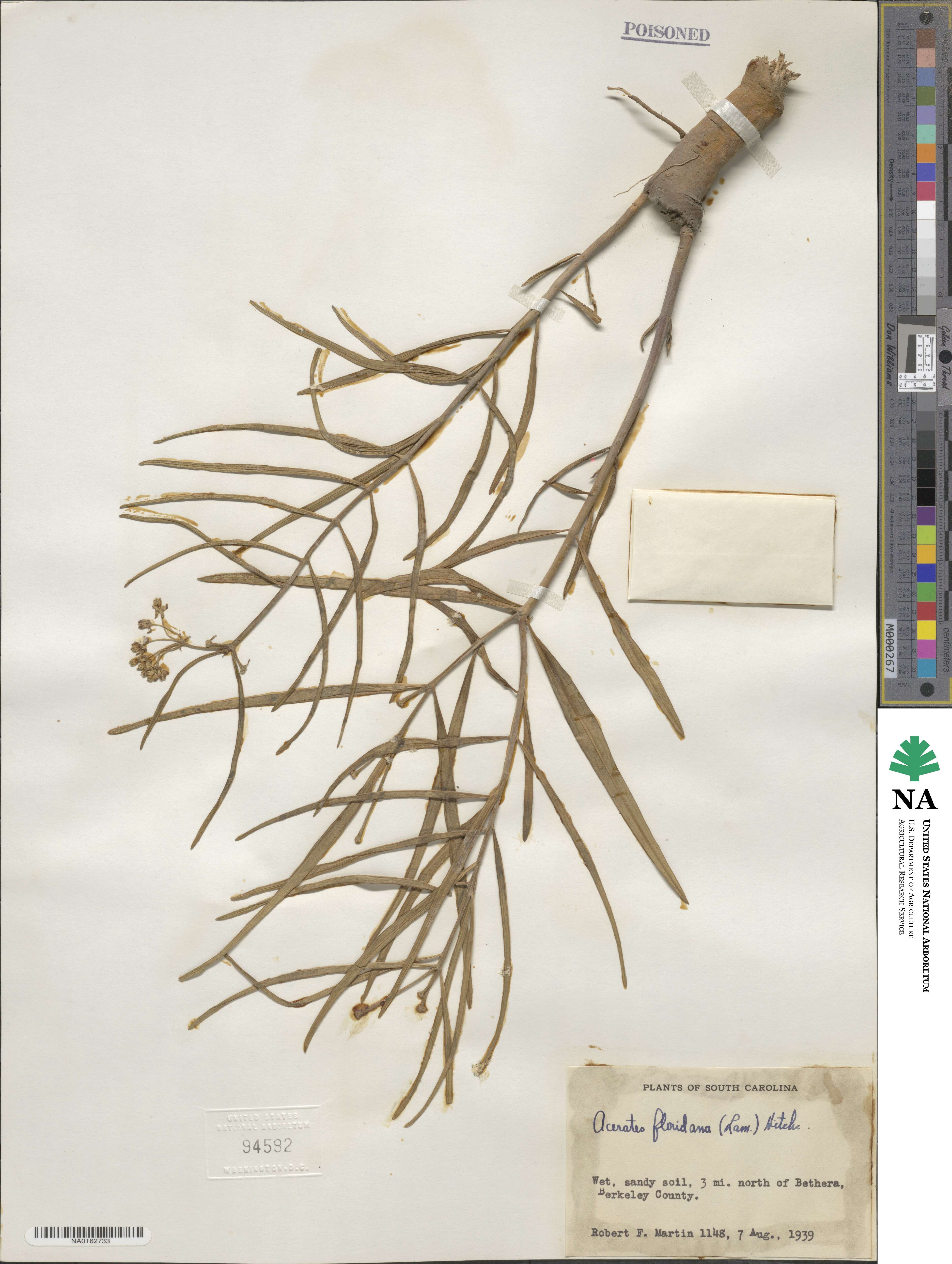 Asclepias longifolia image