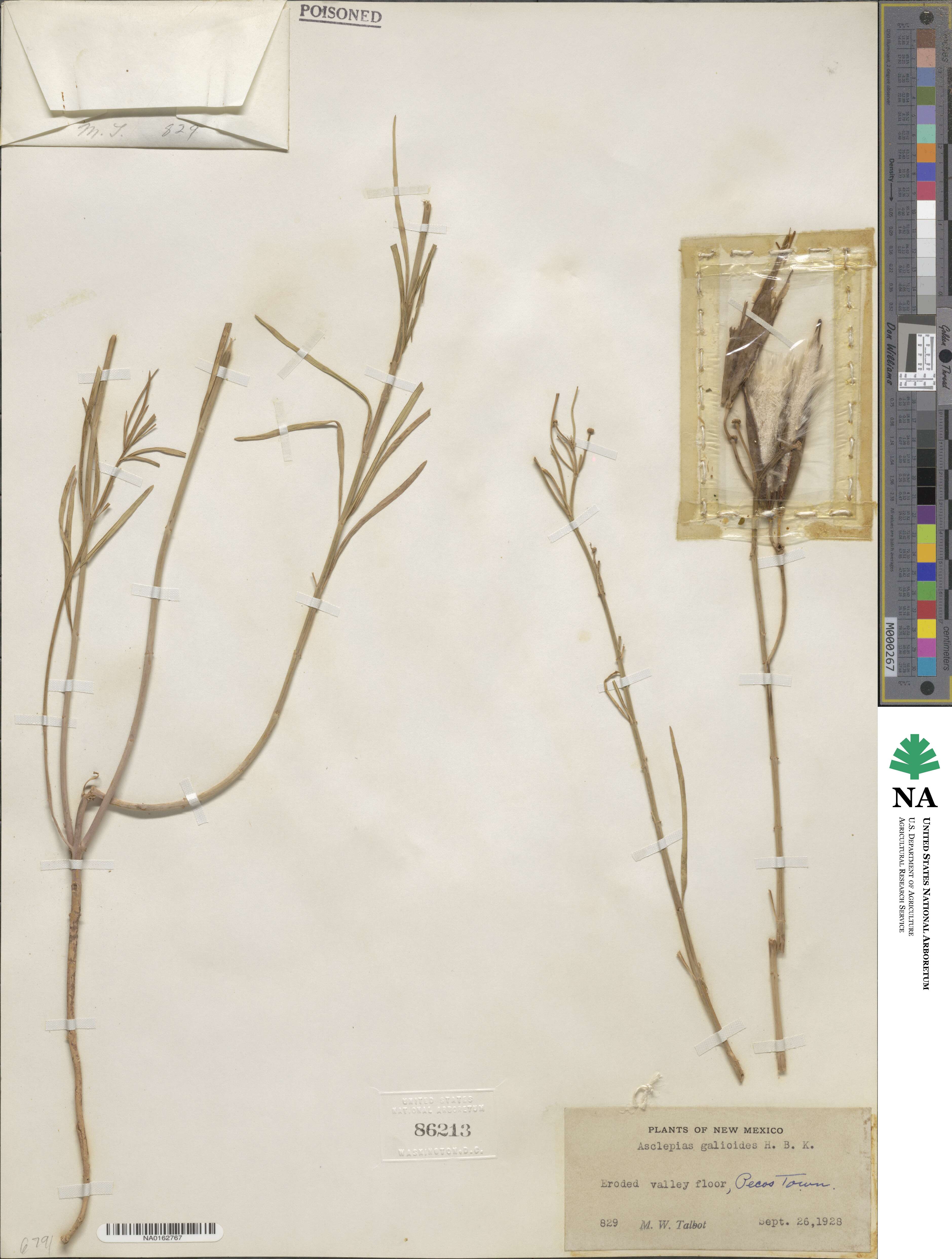 Asclepias verticillata image
