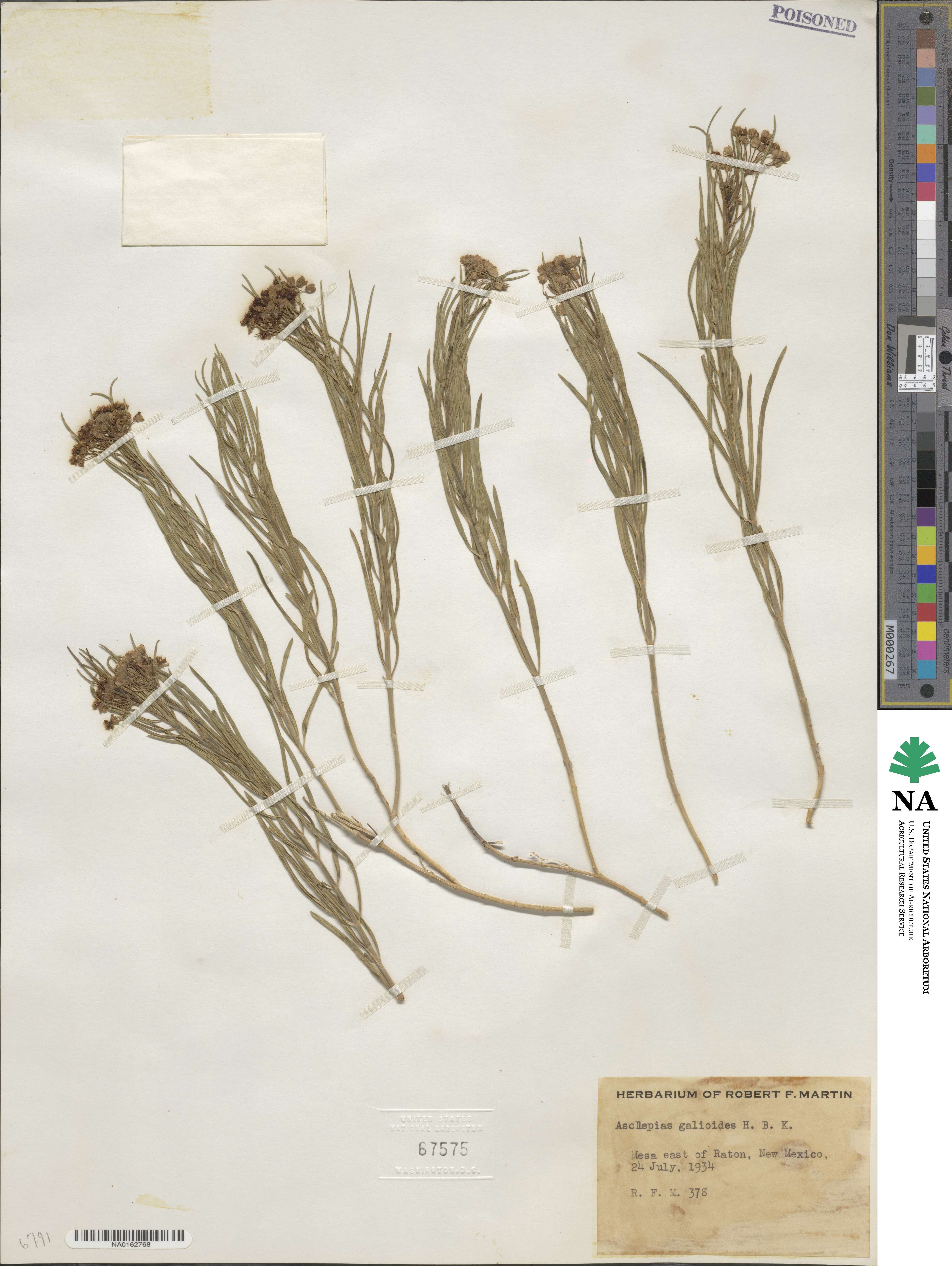 Asclepias verticillata image