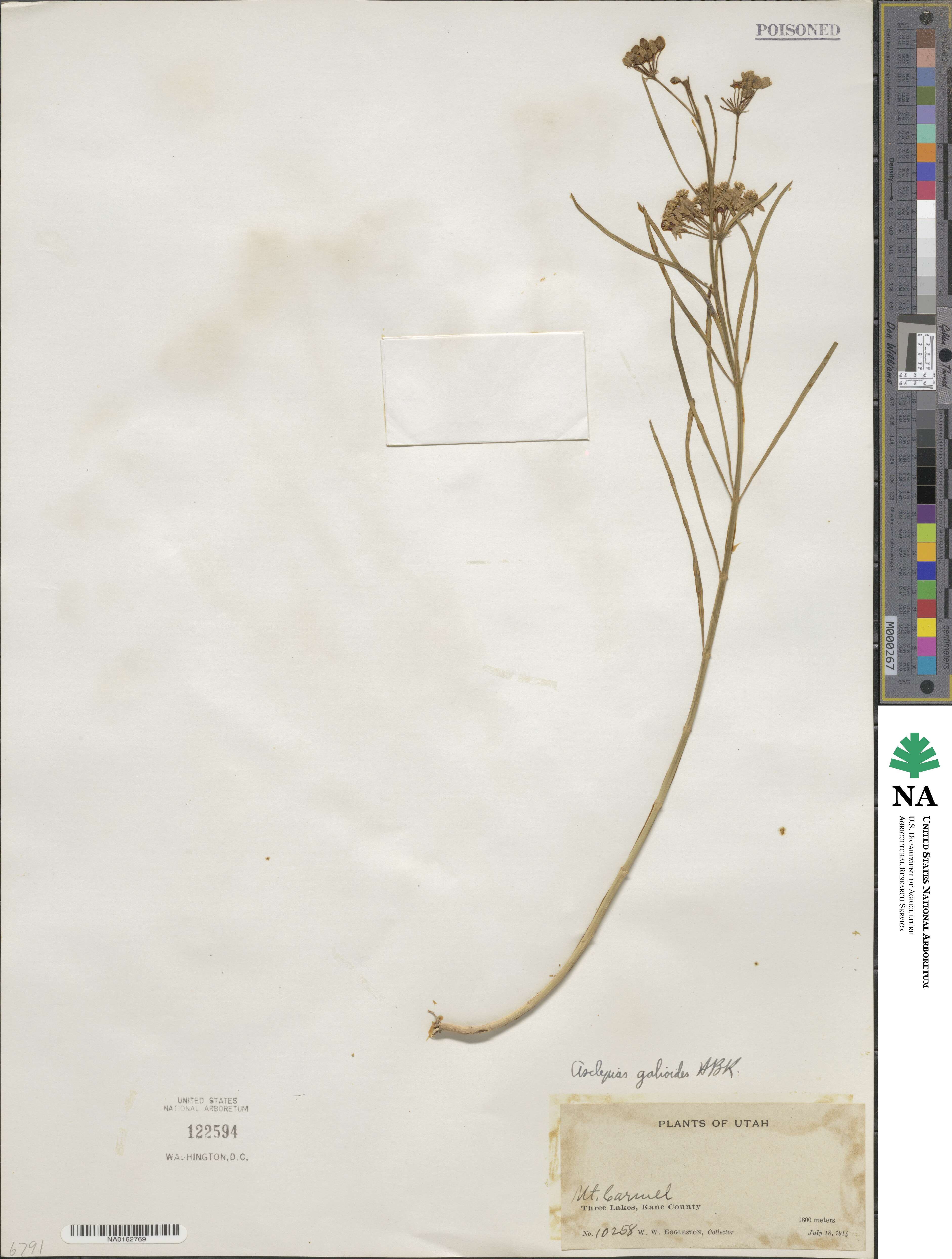 Asclepias verticillata image