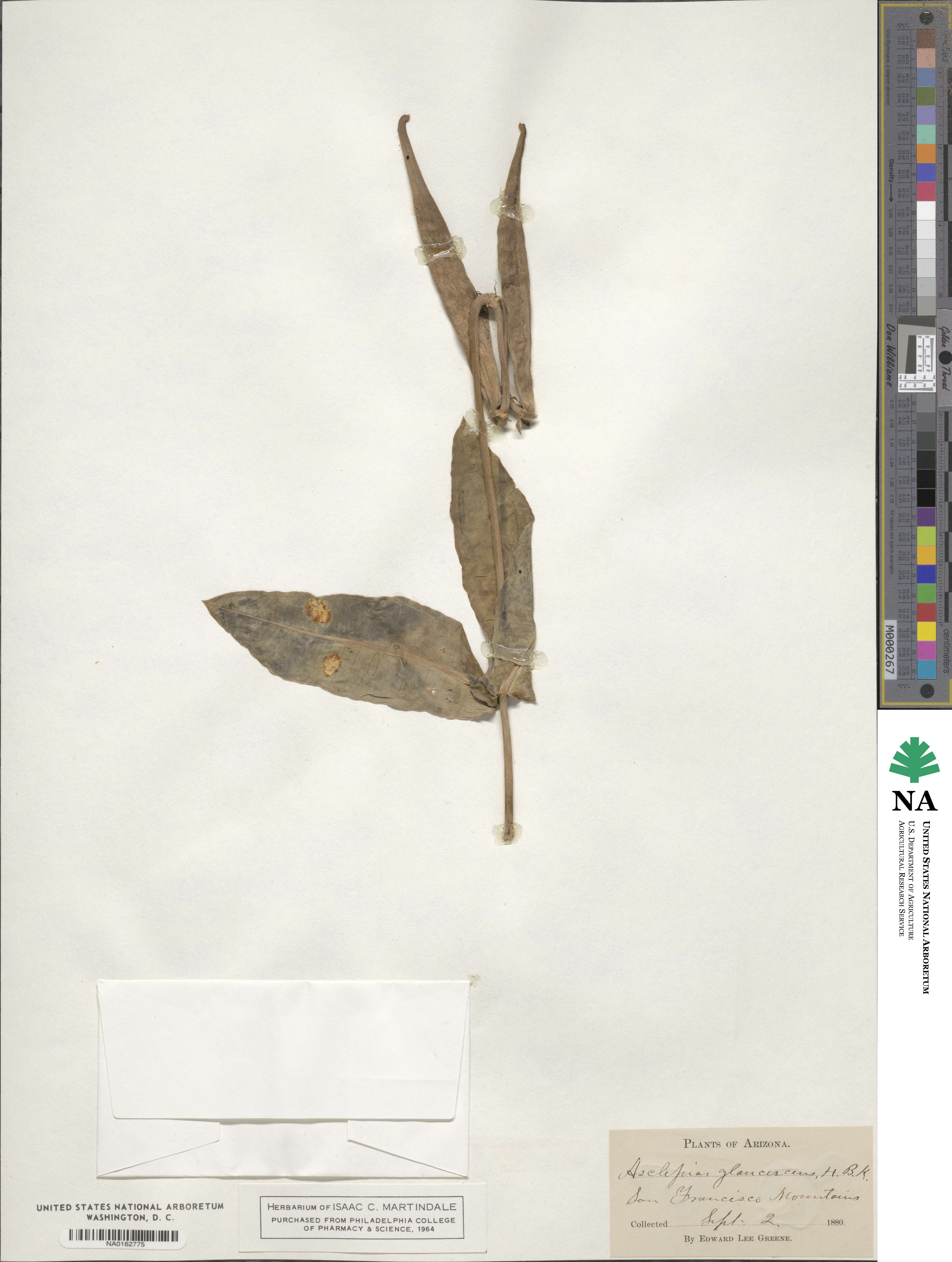 Asclepias glaucescens image