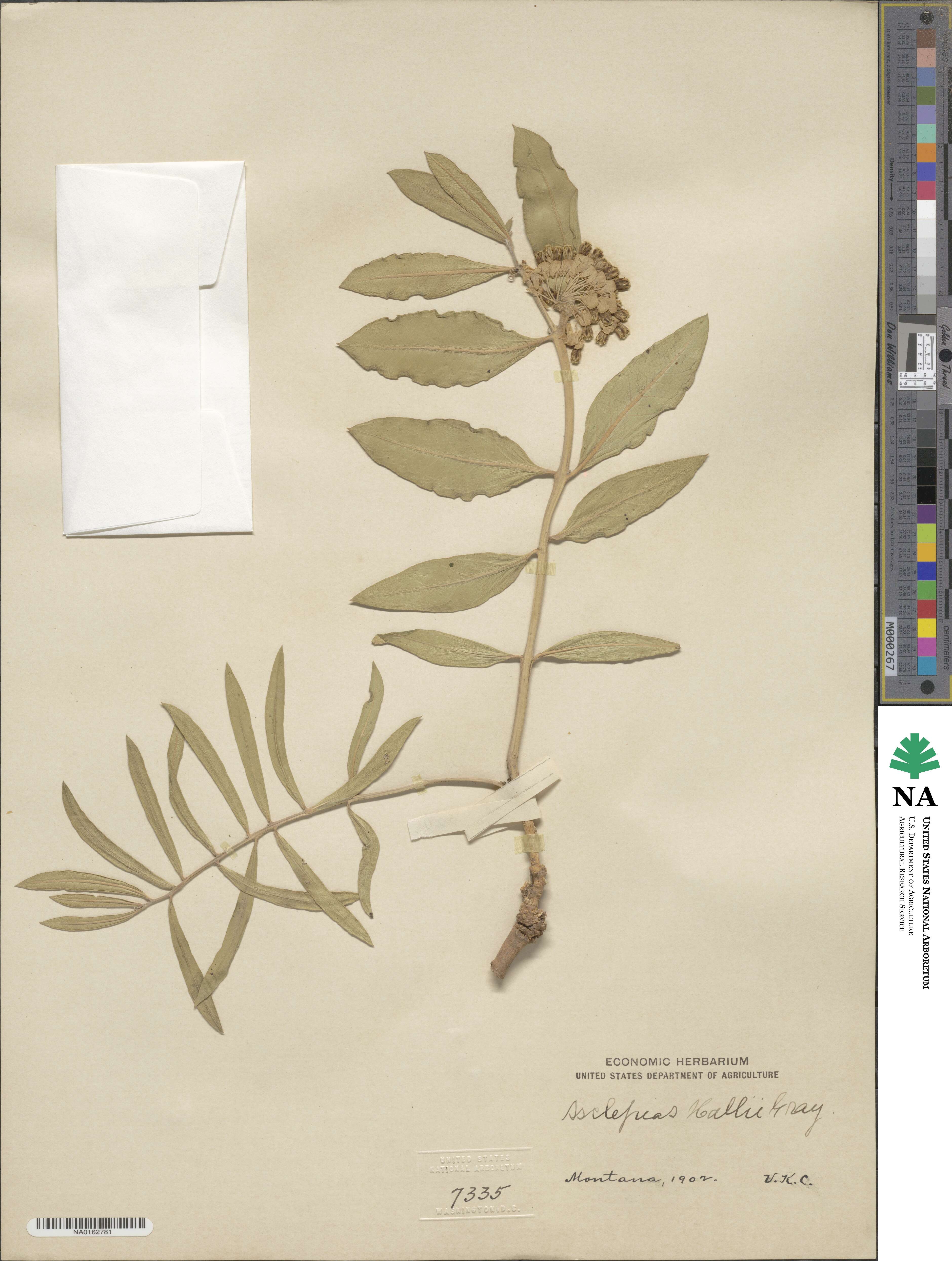 Asclepias hallii image