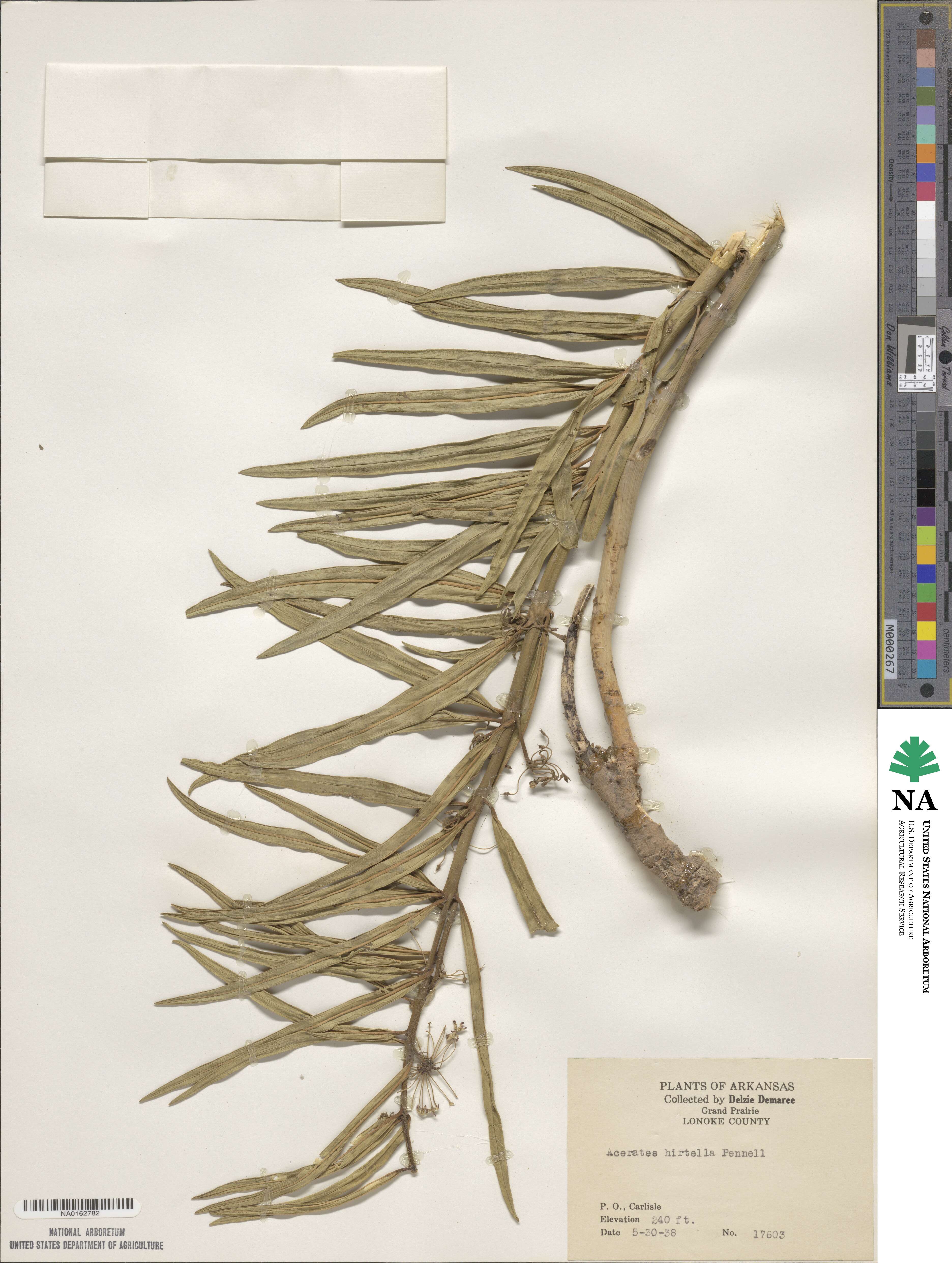 Asclepias hirtella image