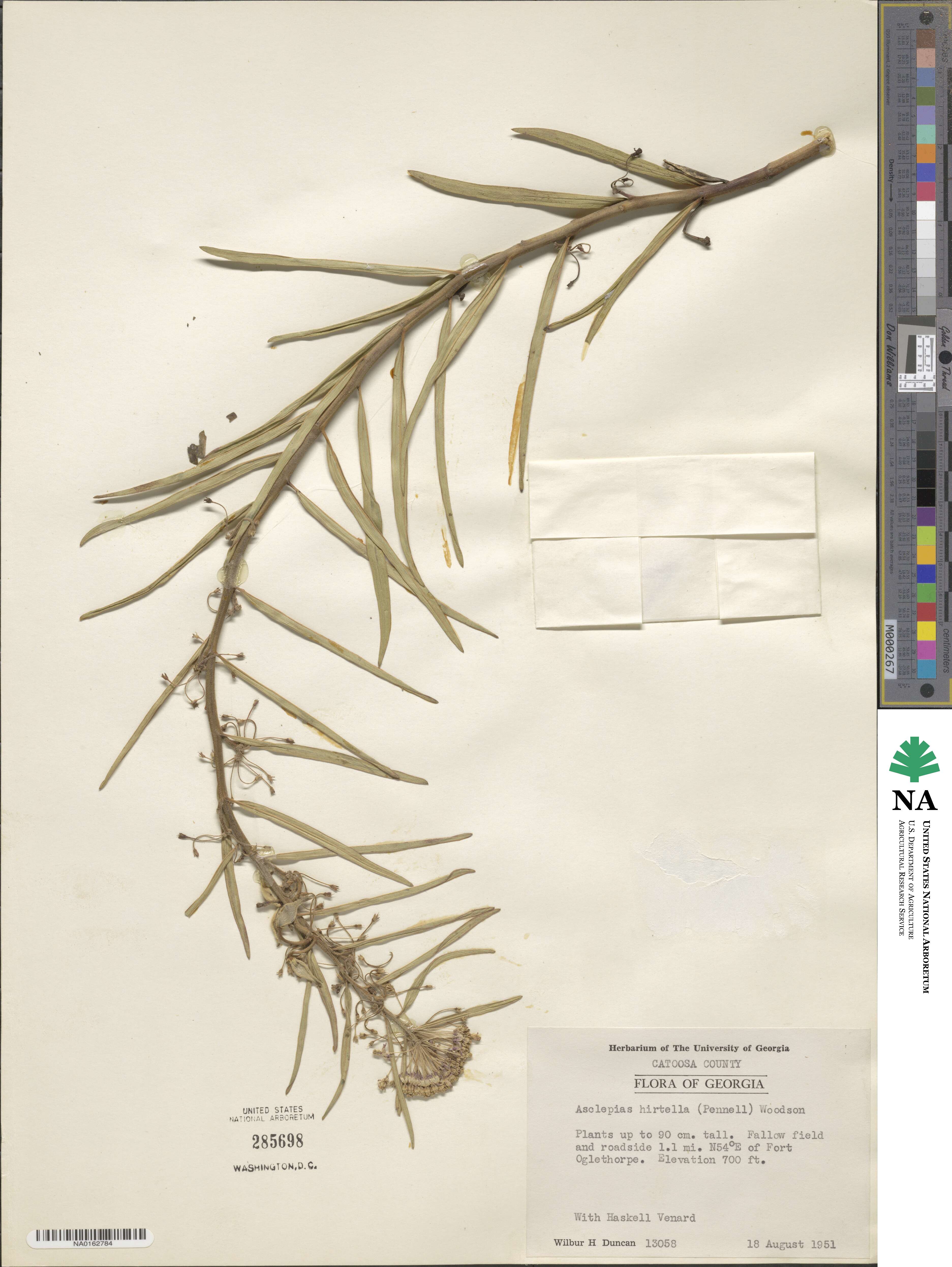 Asclepias hirtella image