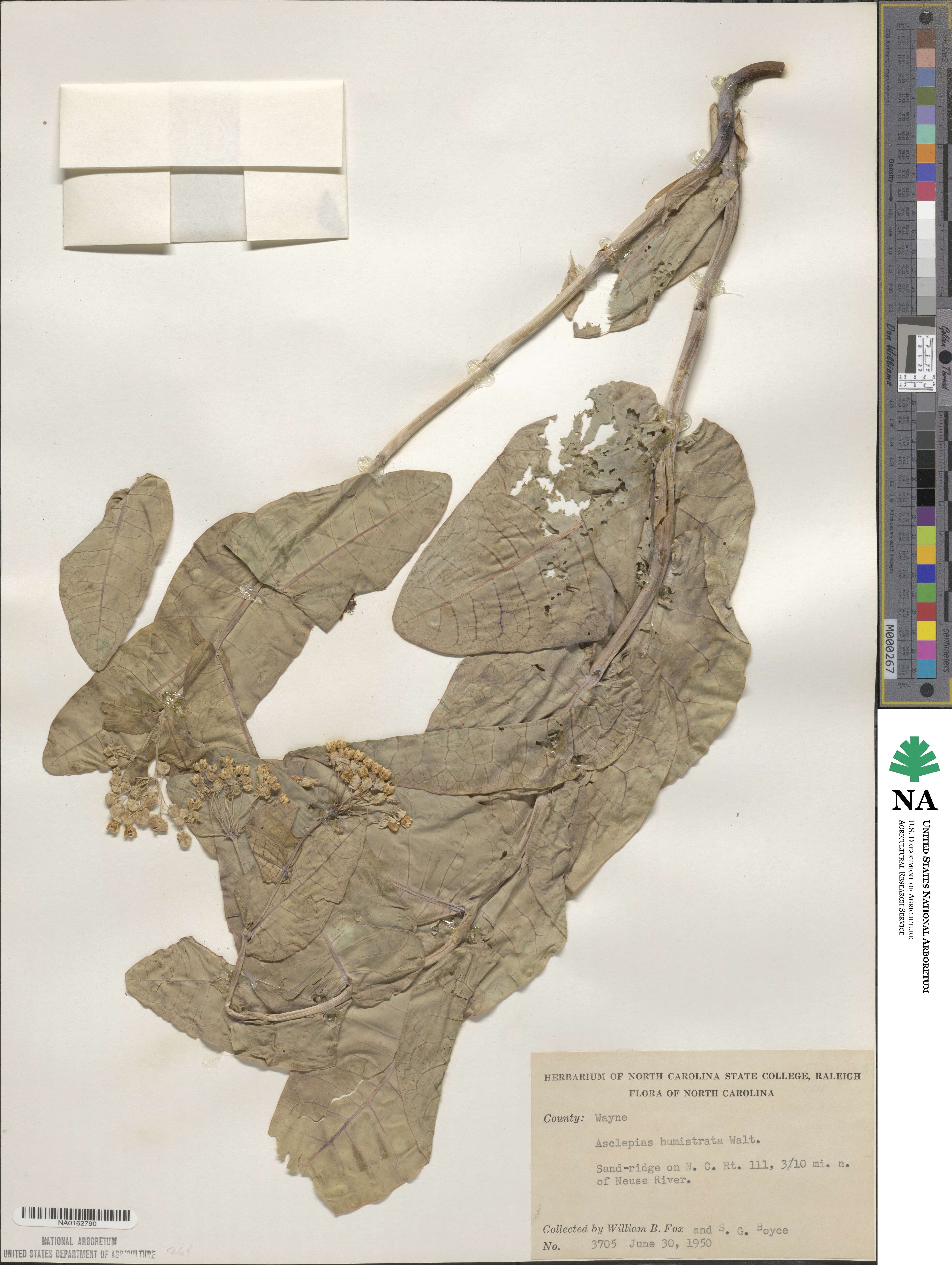 Asclepias humistrata image