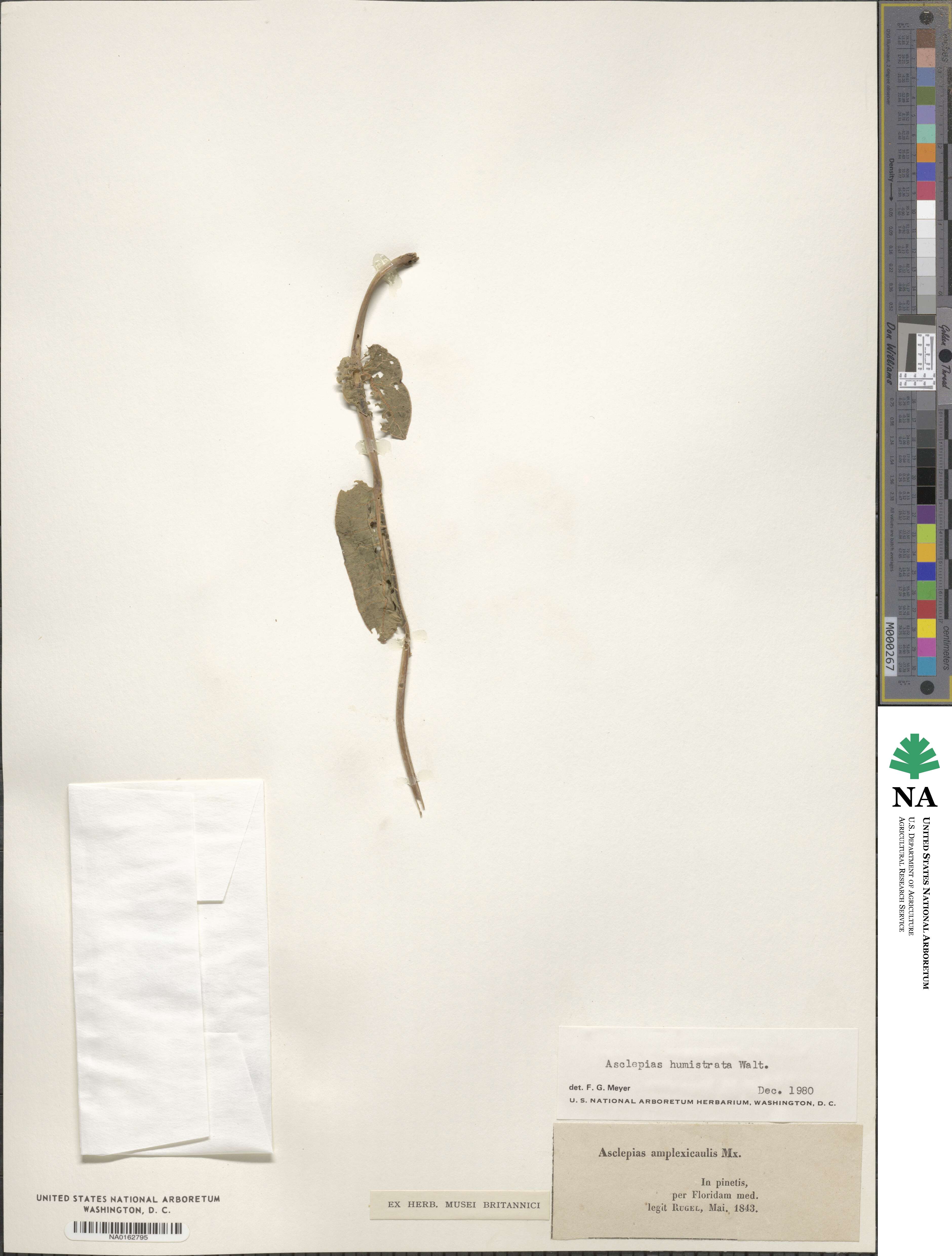 Asclepias humistrata image