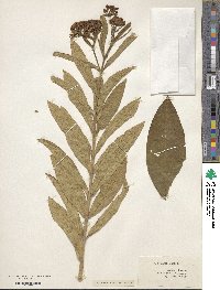 Asclepias incarnata image