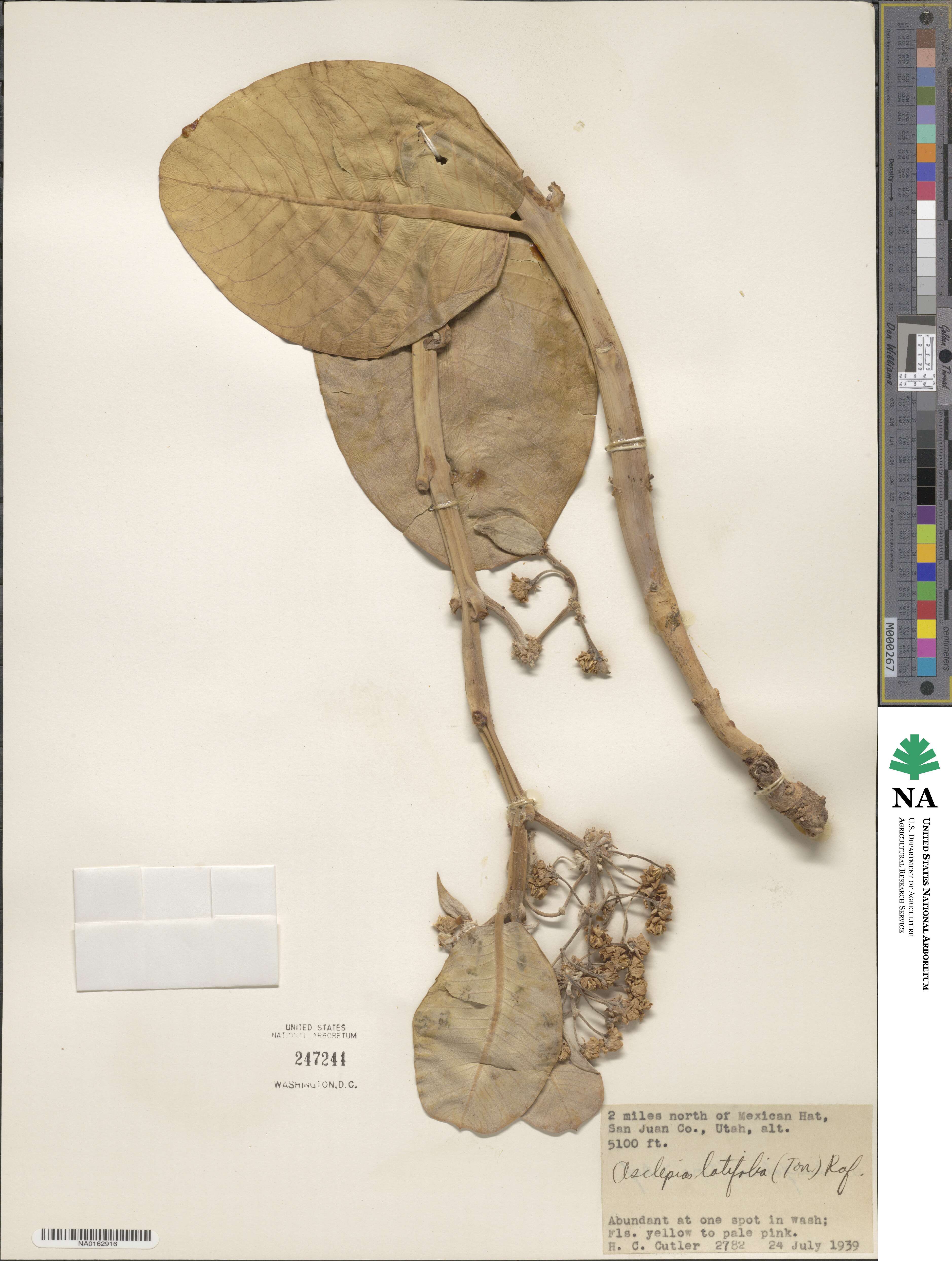 Asclepias latifolia image