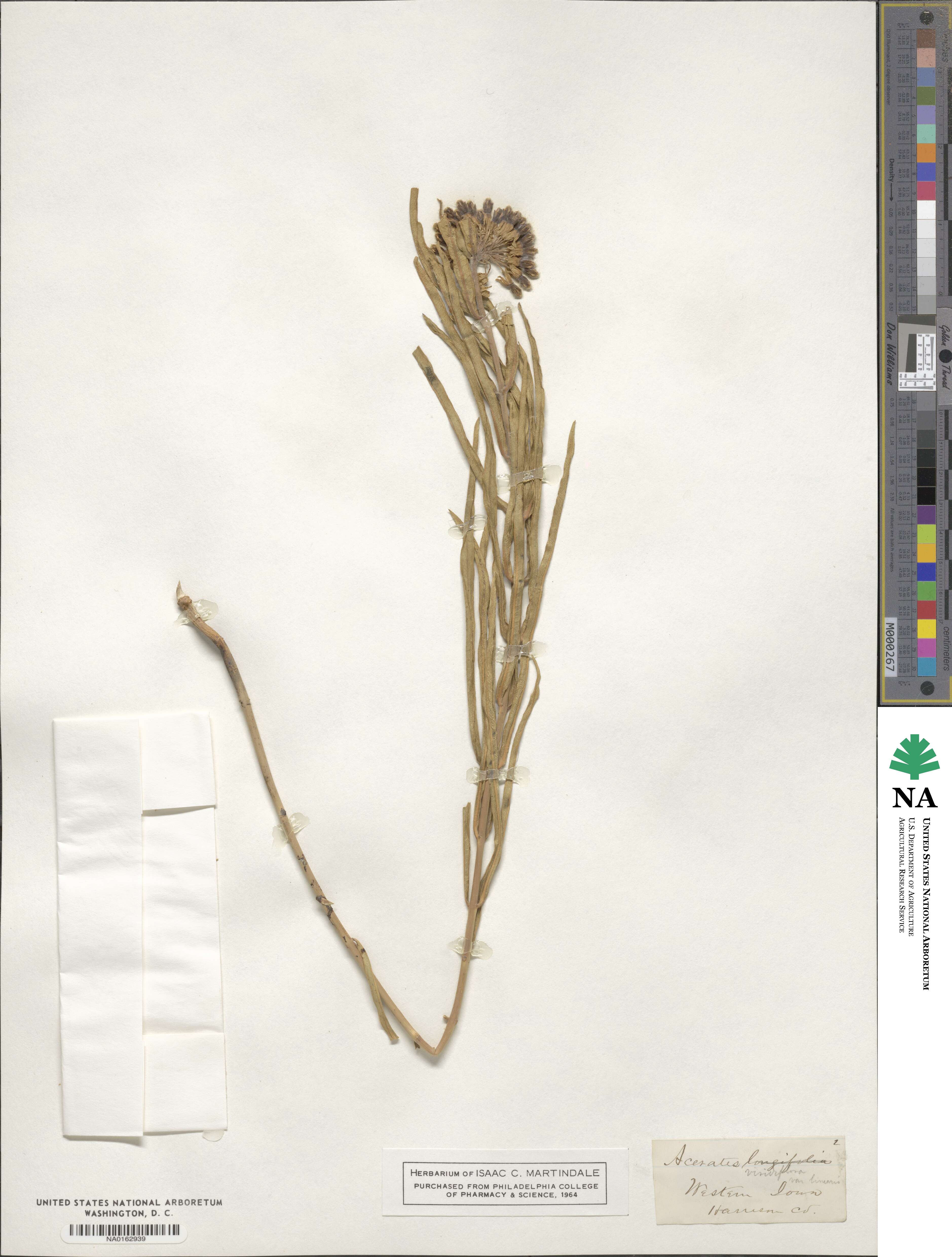 Asclepias longifolia image