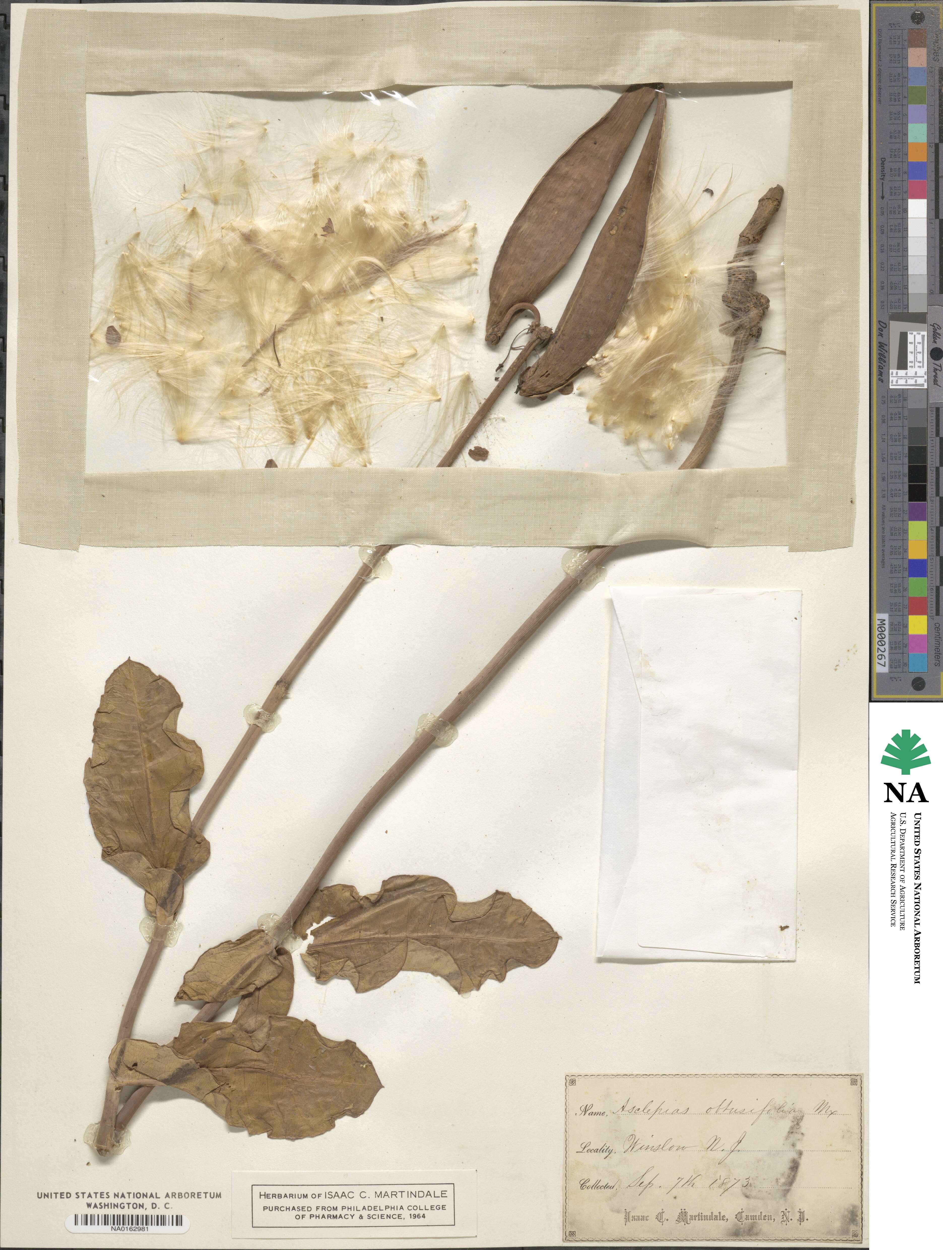 Asclepias solanoana image