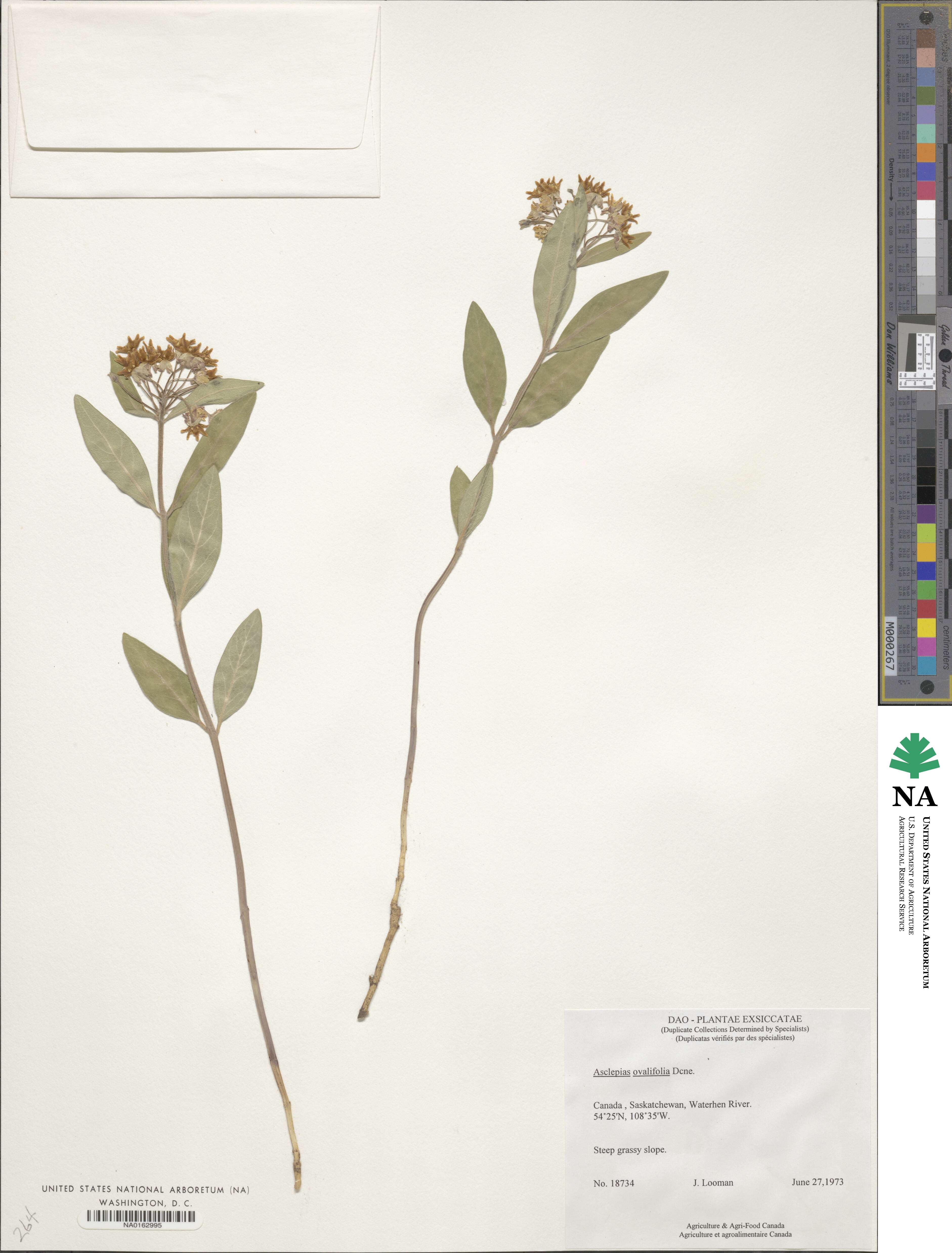 Asclepias ovalifolia image