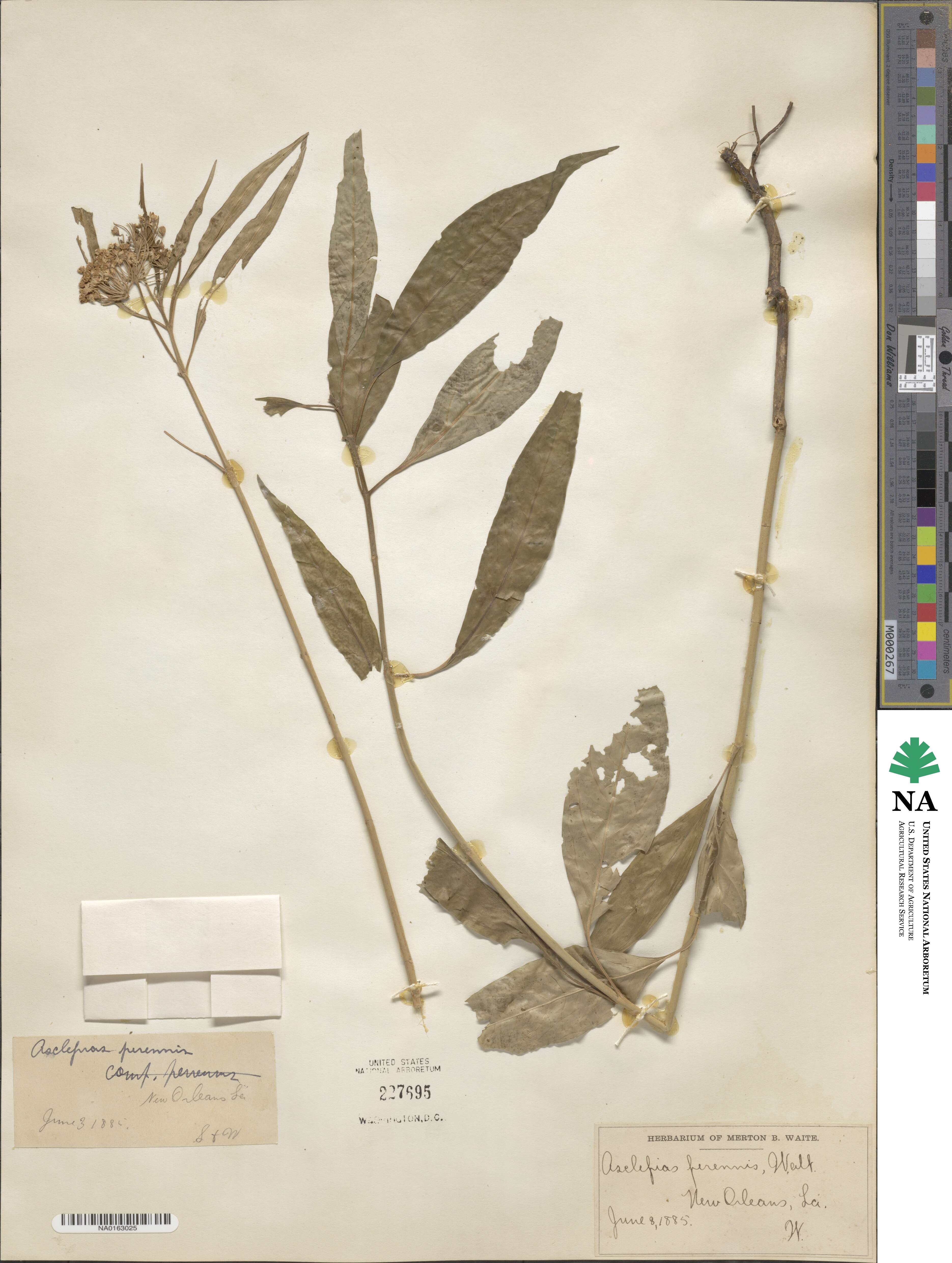 Asclepias perennis image