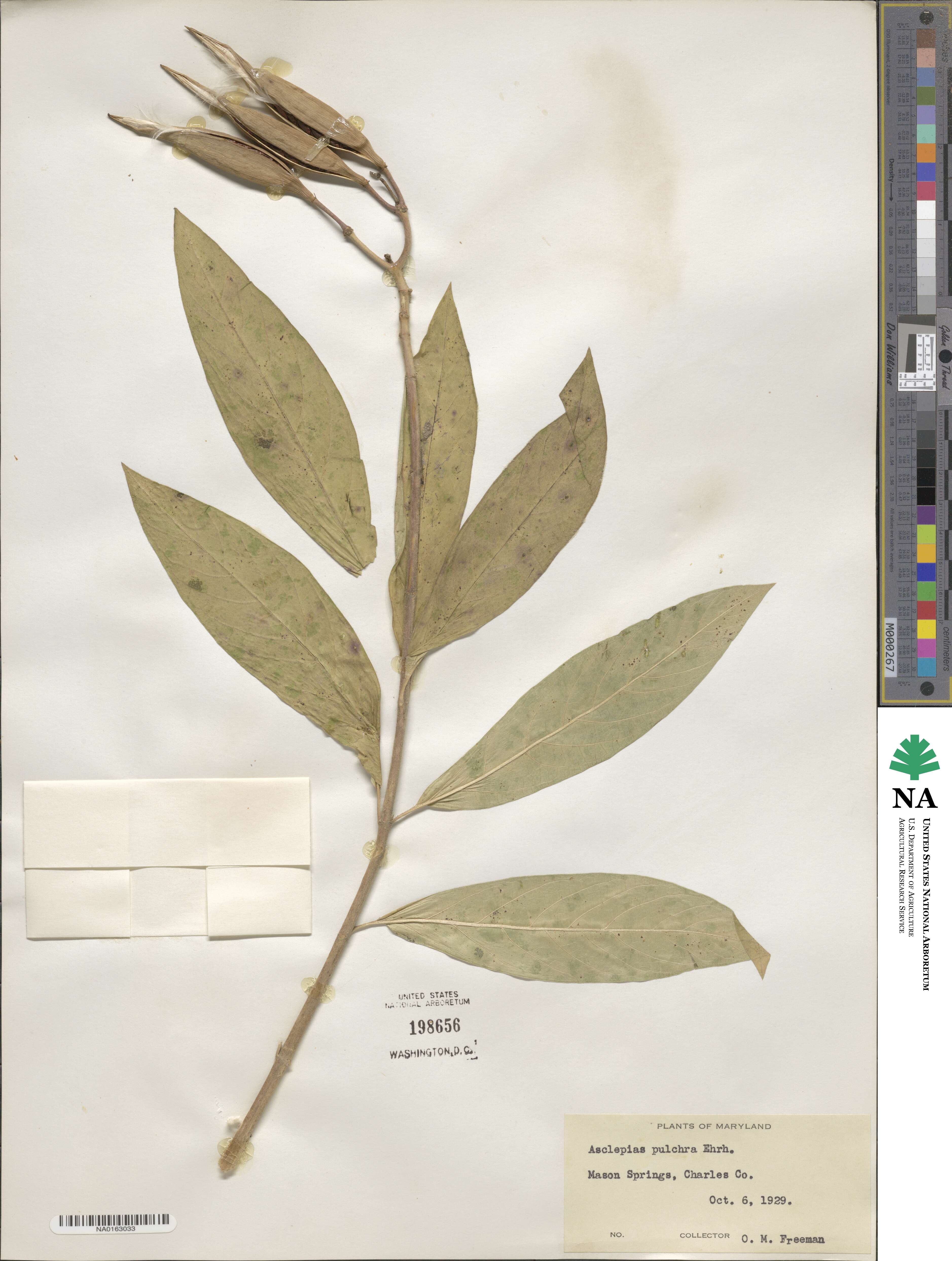 Asclepias incarnata subsp. pulchra image
